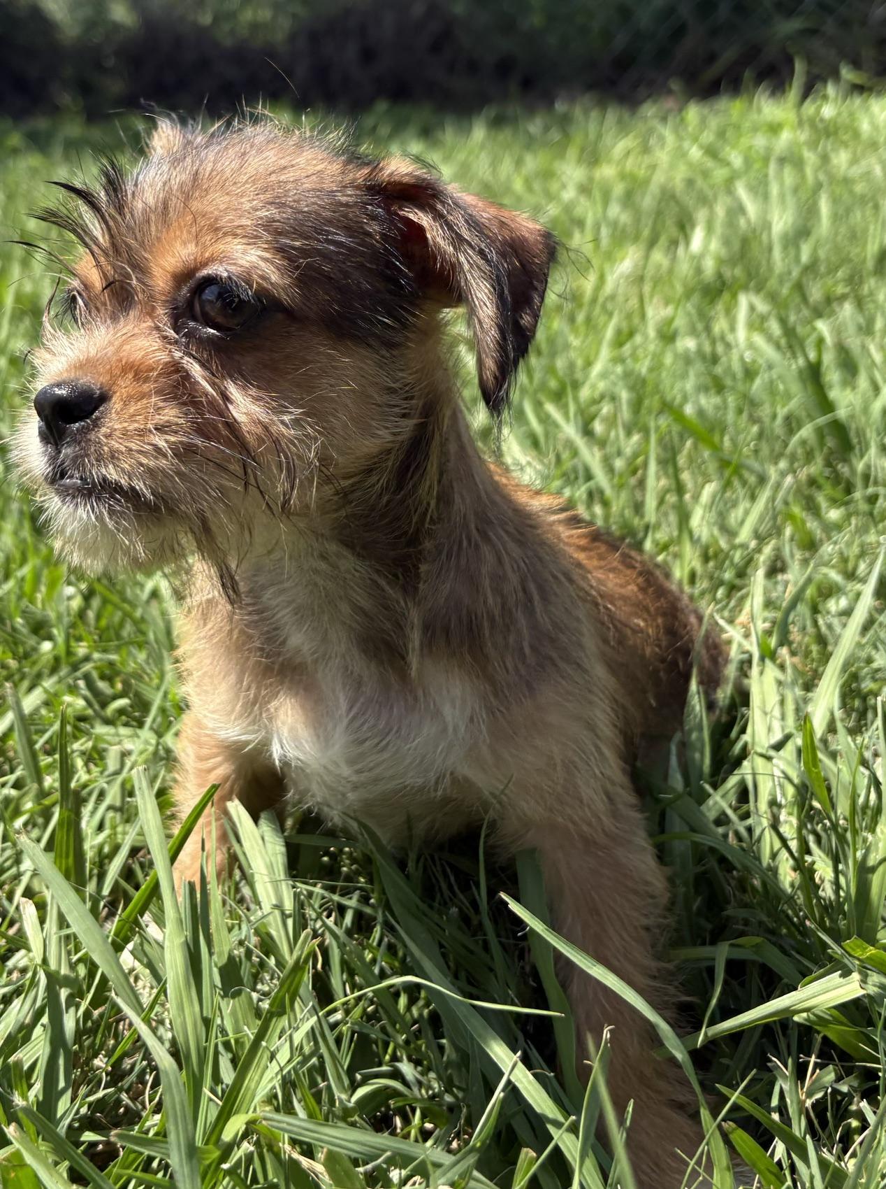 Basil, a Adoptable mixed breed in Orlando, FL image 2/5
