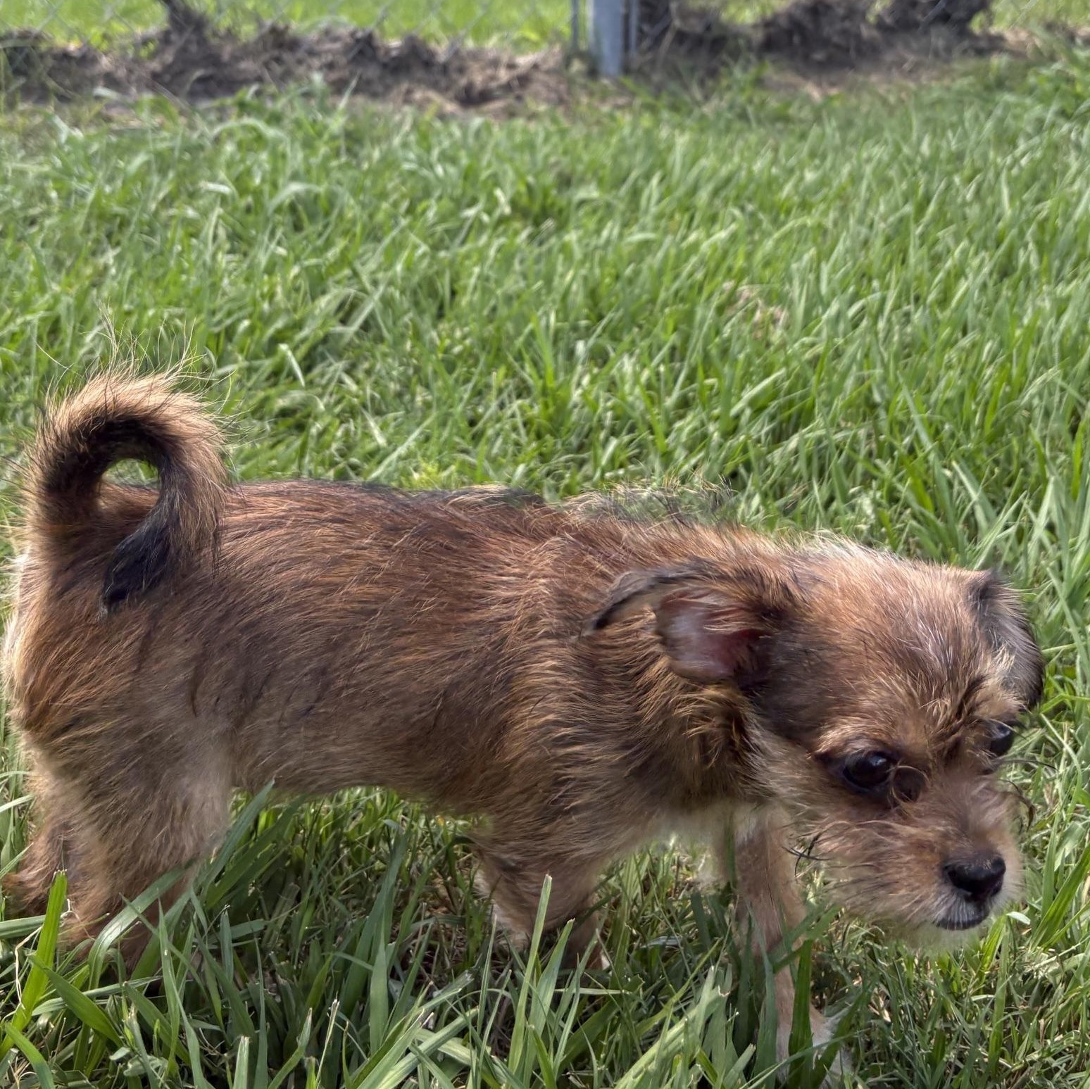 Basil, a Adoptable mixed breed in Orlando, FL image 5/5