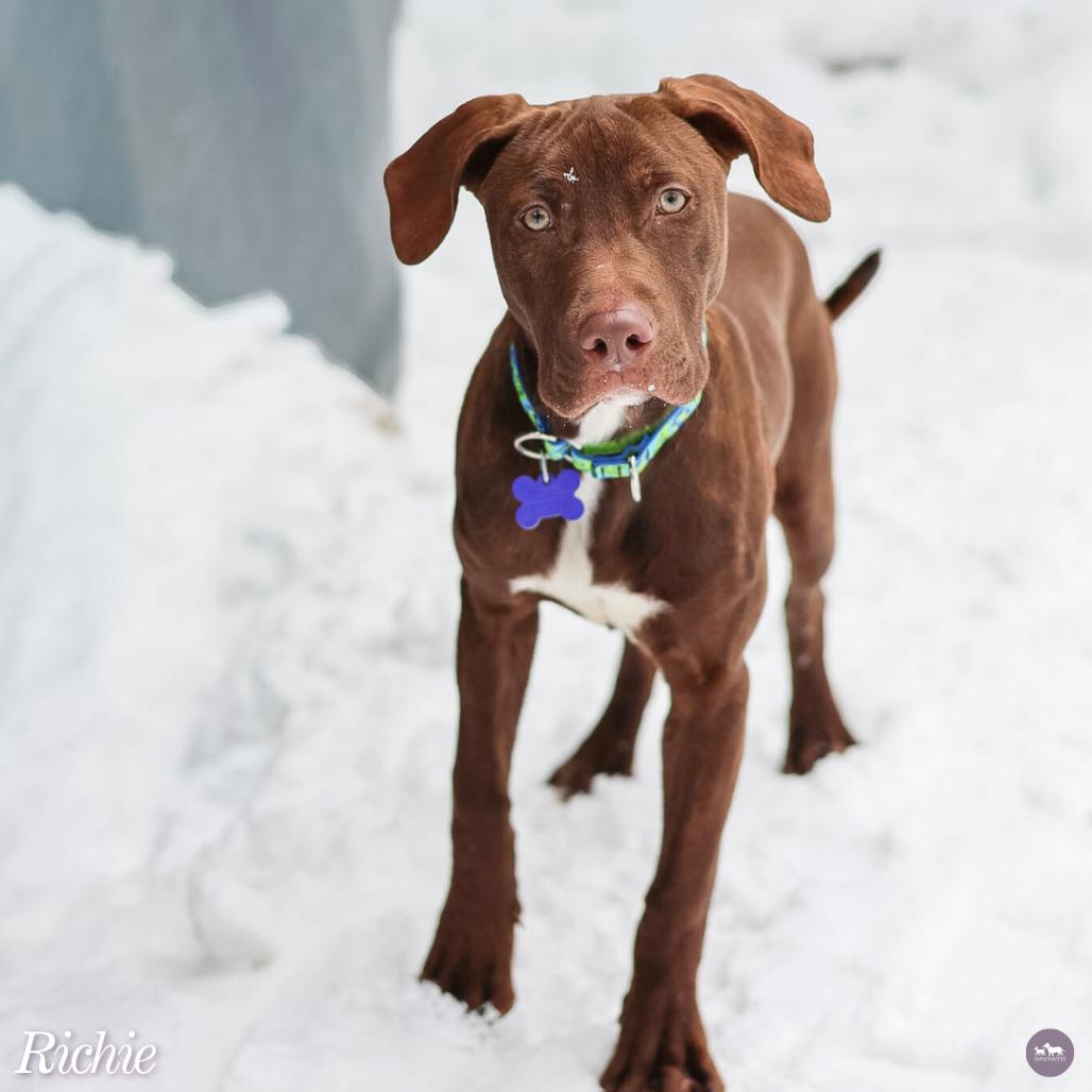 Richie, Adoptable, Young Male Chocolate Labrador Retriever & Mixed Breed.