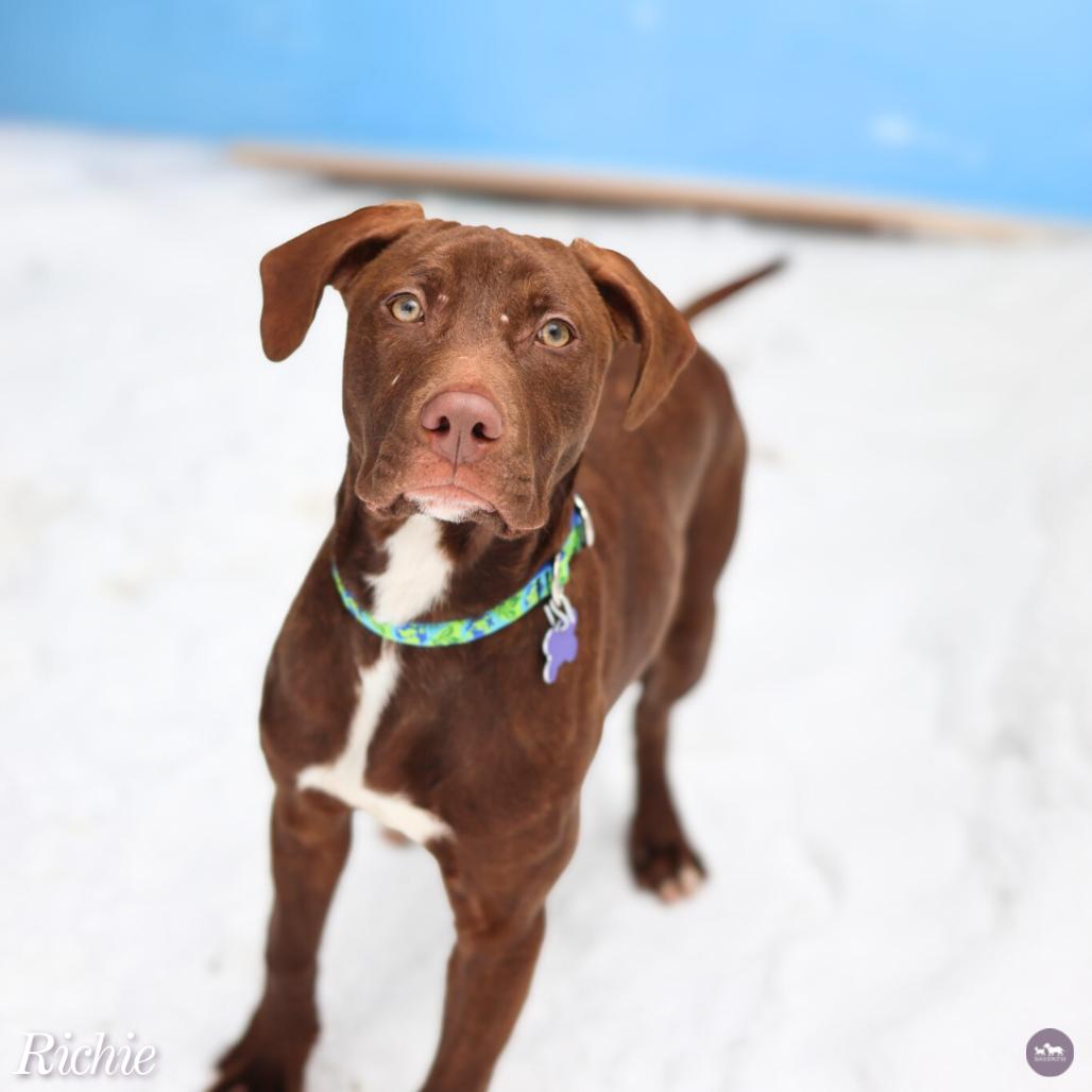 Richie, Adoptable, Young Male Mixed Breed & Mixed Breed.