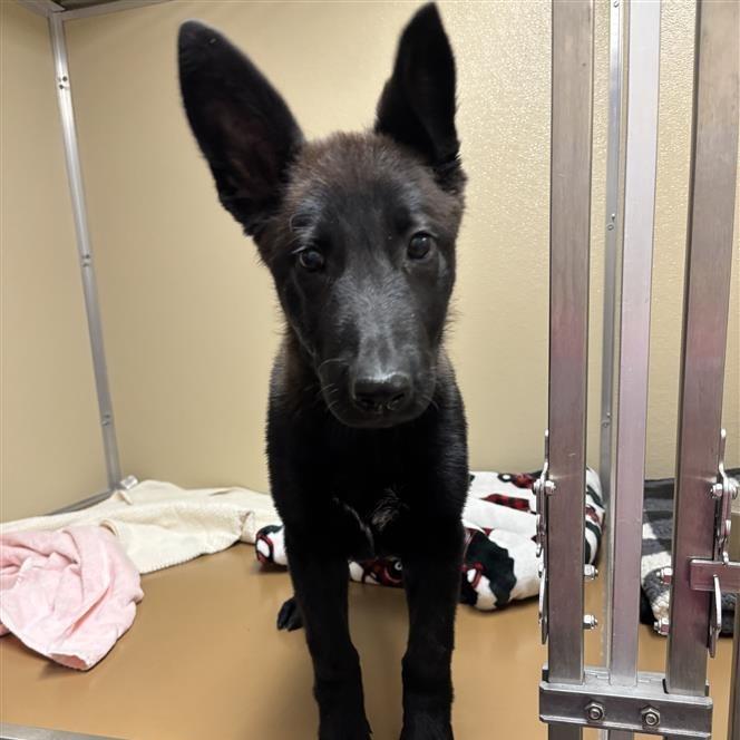 Eliza, Adoptable, Puppy Female German Shepherd Dog & Dutch Shepherd.