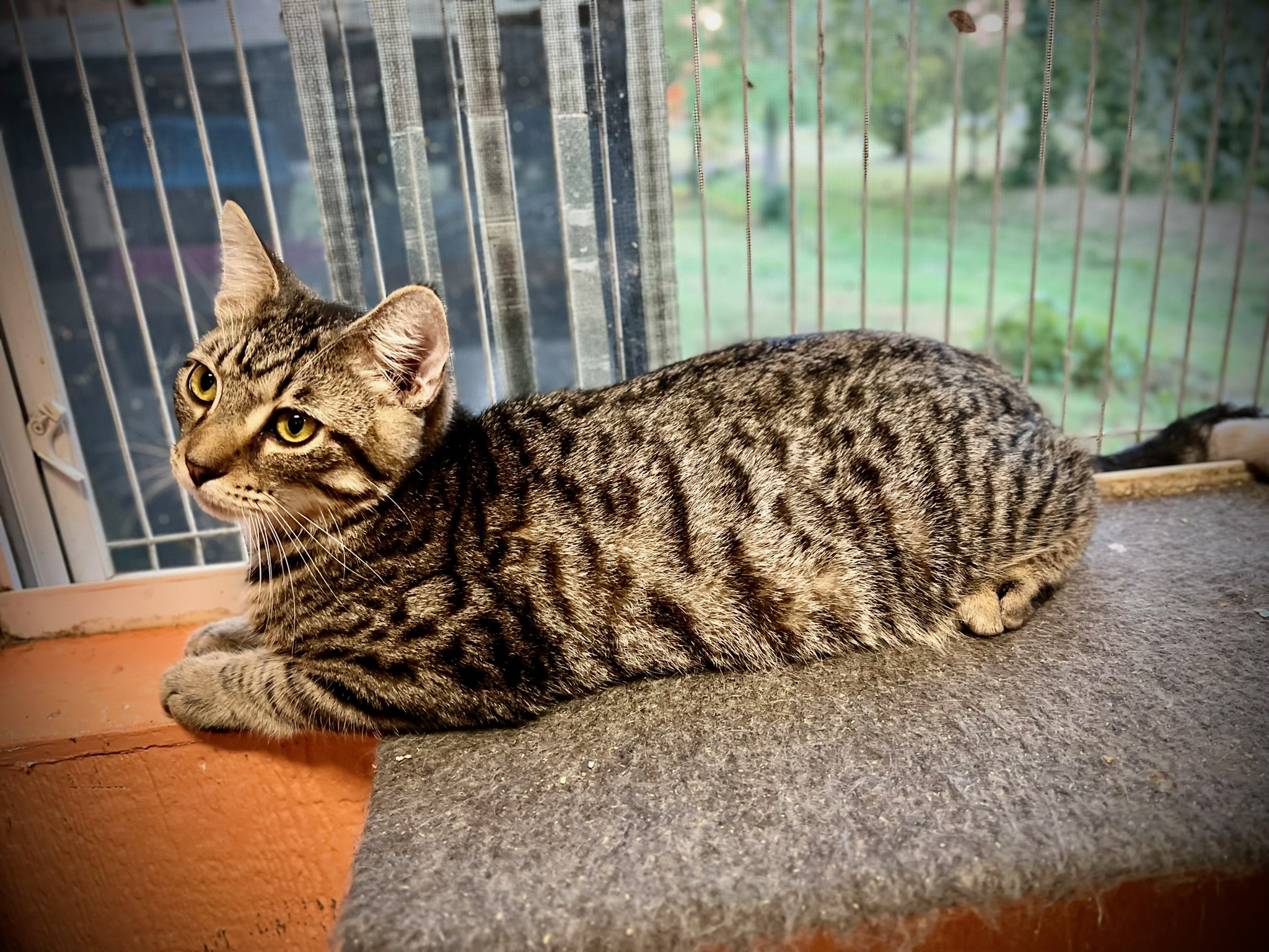 Harper (bonded pair with sister Abrielle)