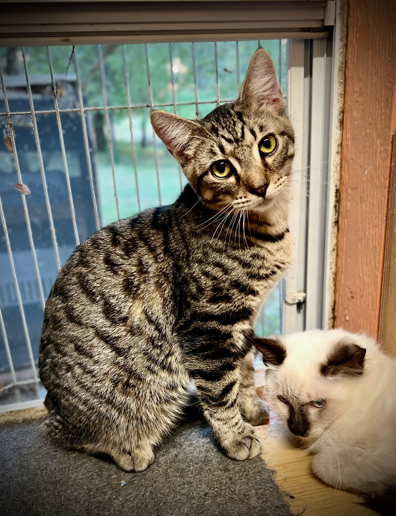 Harper (bonded pair with sister Abrielle)