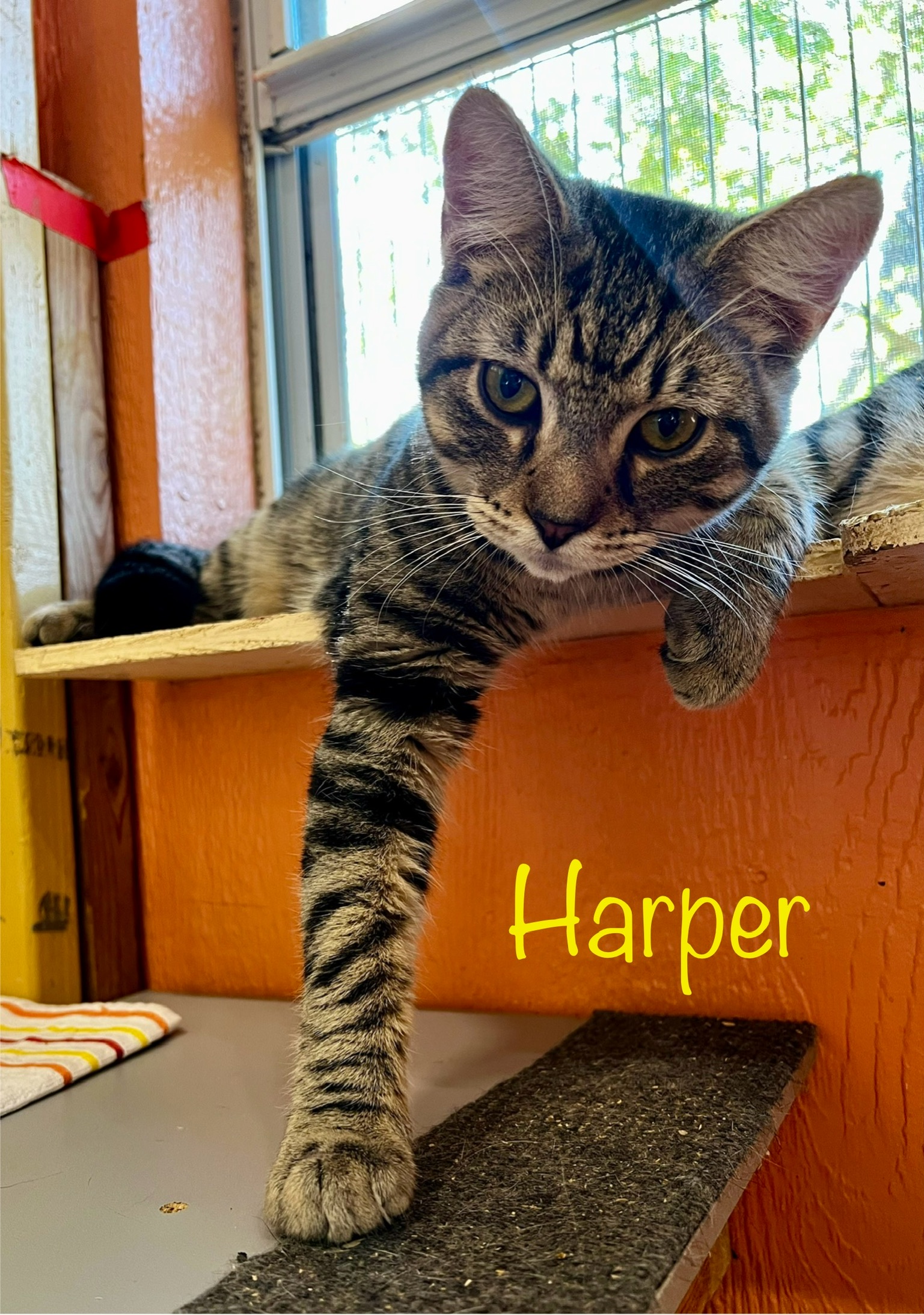 Harper (bonded pair with sister Abrielle)