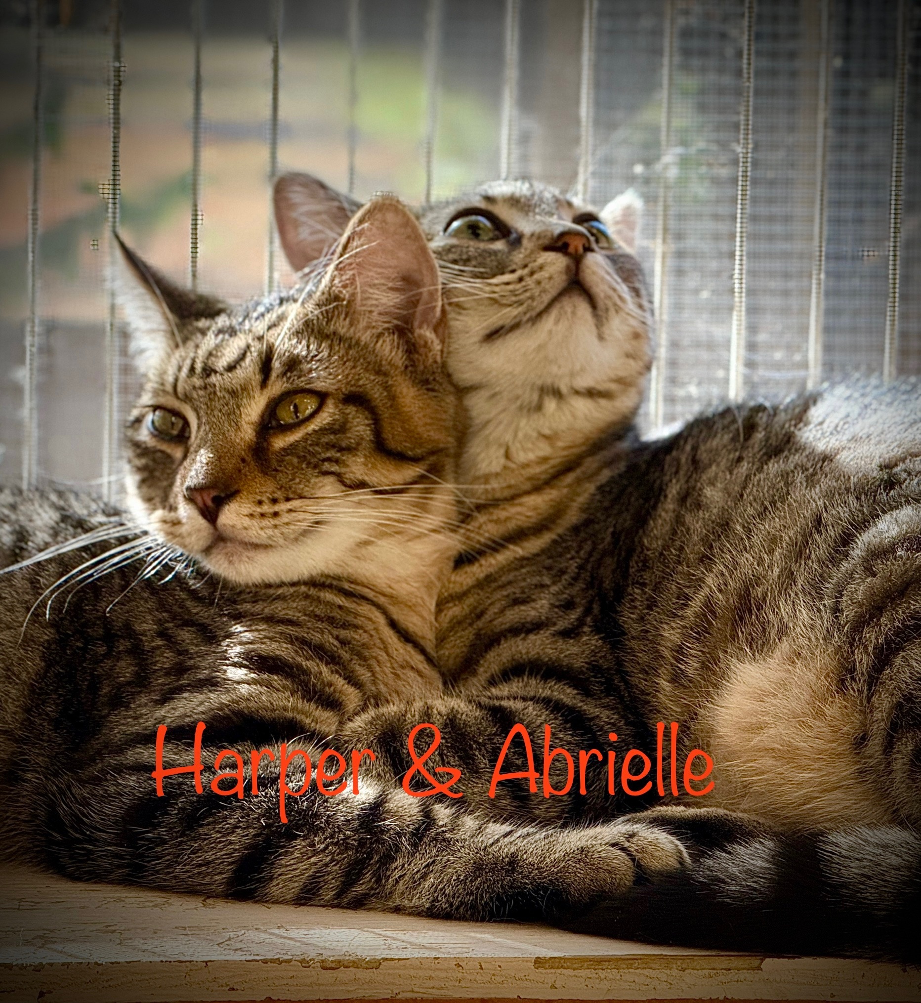 Harper (bonded pair with sister Abrielle)
