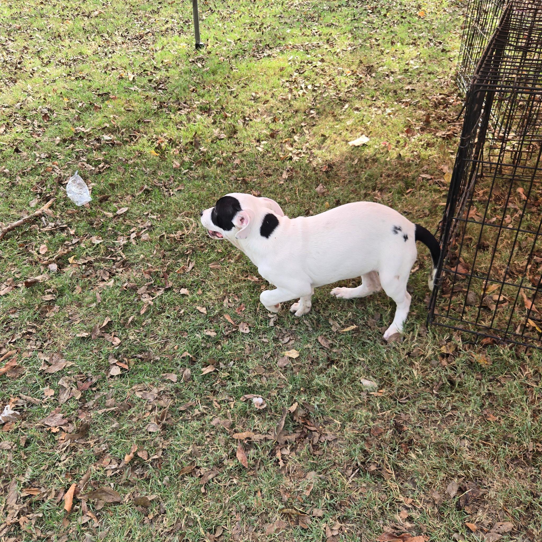 Shiba, adopted, Young Female American Bulldog & Labrador Retriever.