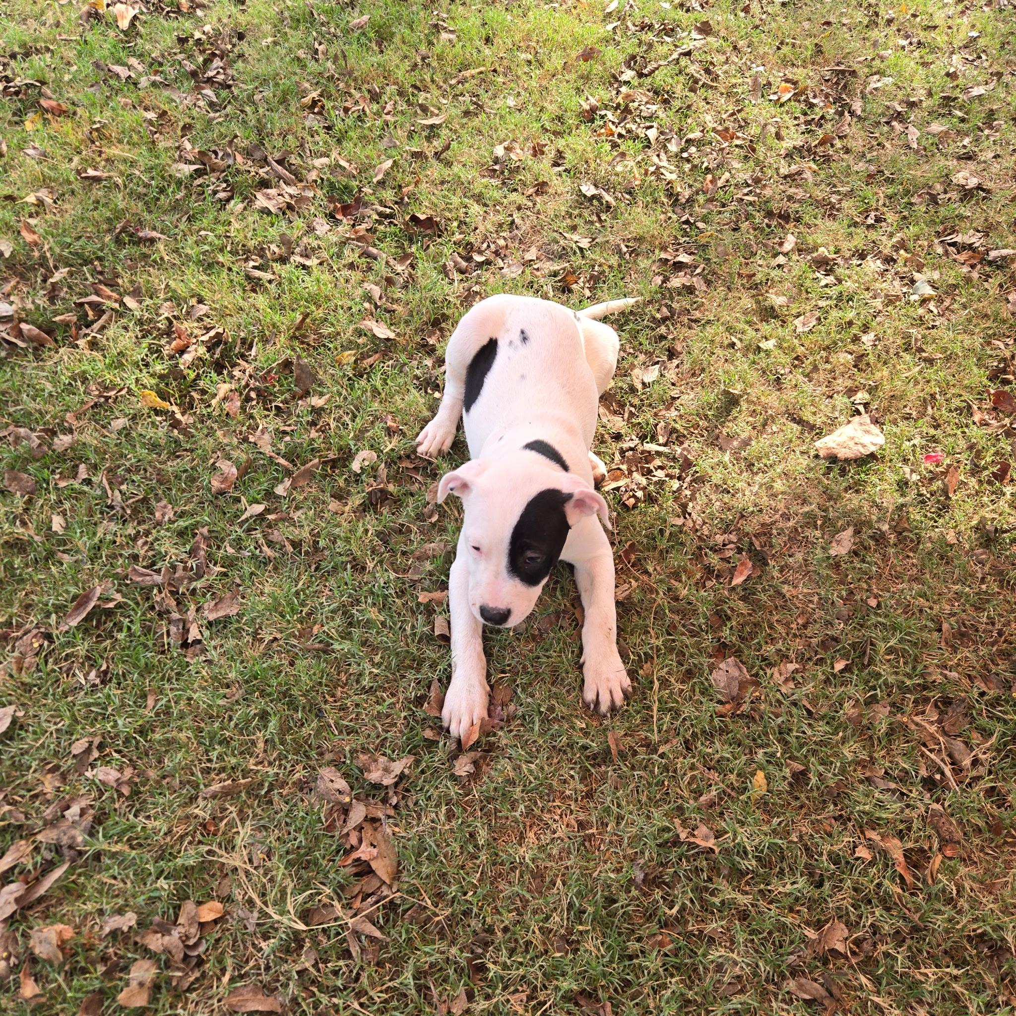 Enlarge Shiba, a Adoptable mixed breed in Farmersville, TX image 2/3