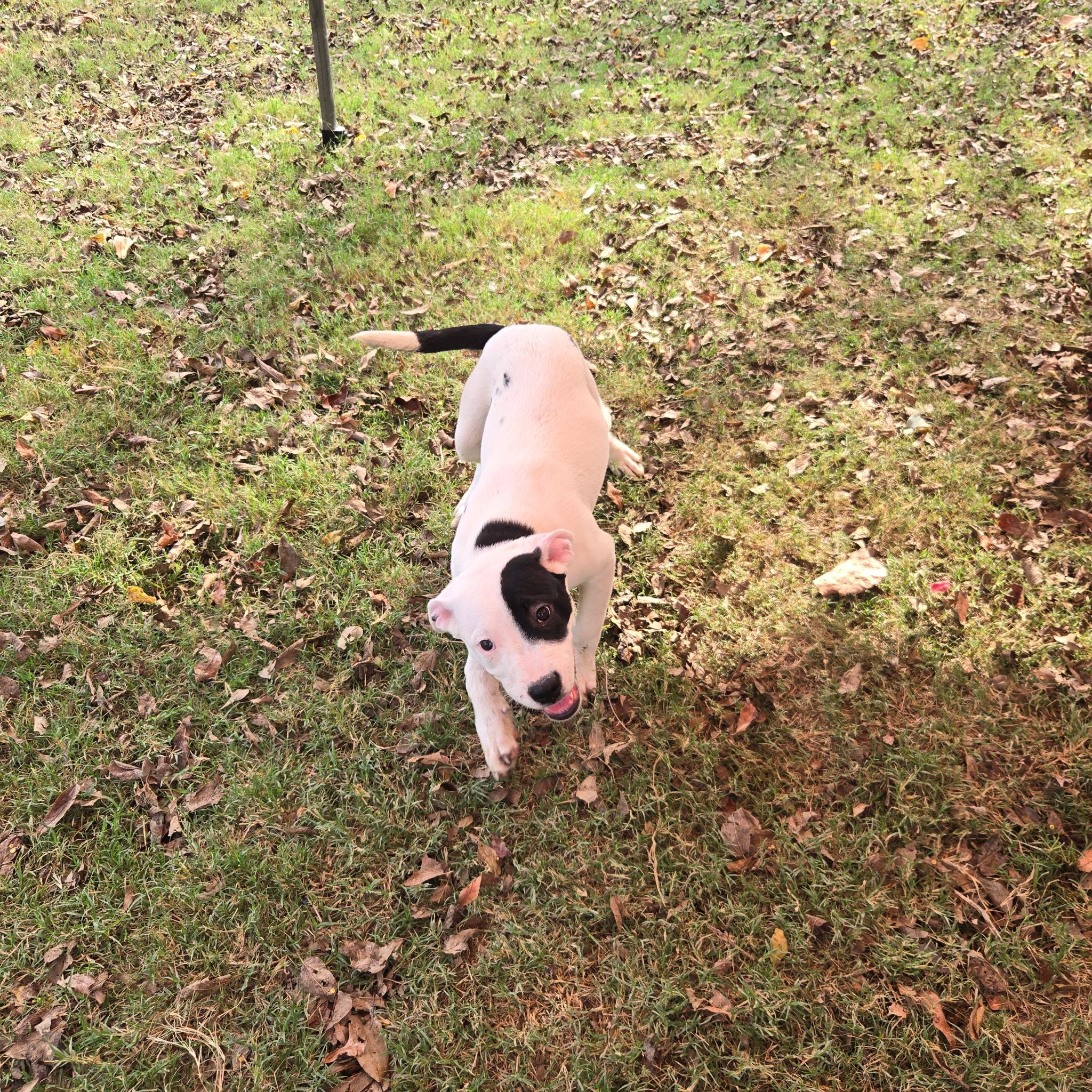 Enlarge Shiba, a Adoptable mixed breed in Farmersville, TX image 3/3