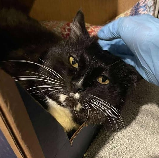 Daxter - FIV+, a ADOPTABLE Domestic Short Hair in Winthrop, ME image 1/2