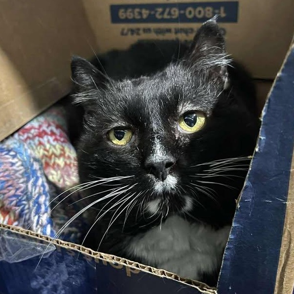 Daxter - FIV+, a ADOPTABLE Domestic Short Hair in Winthrop, ME image 2/2