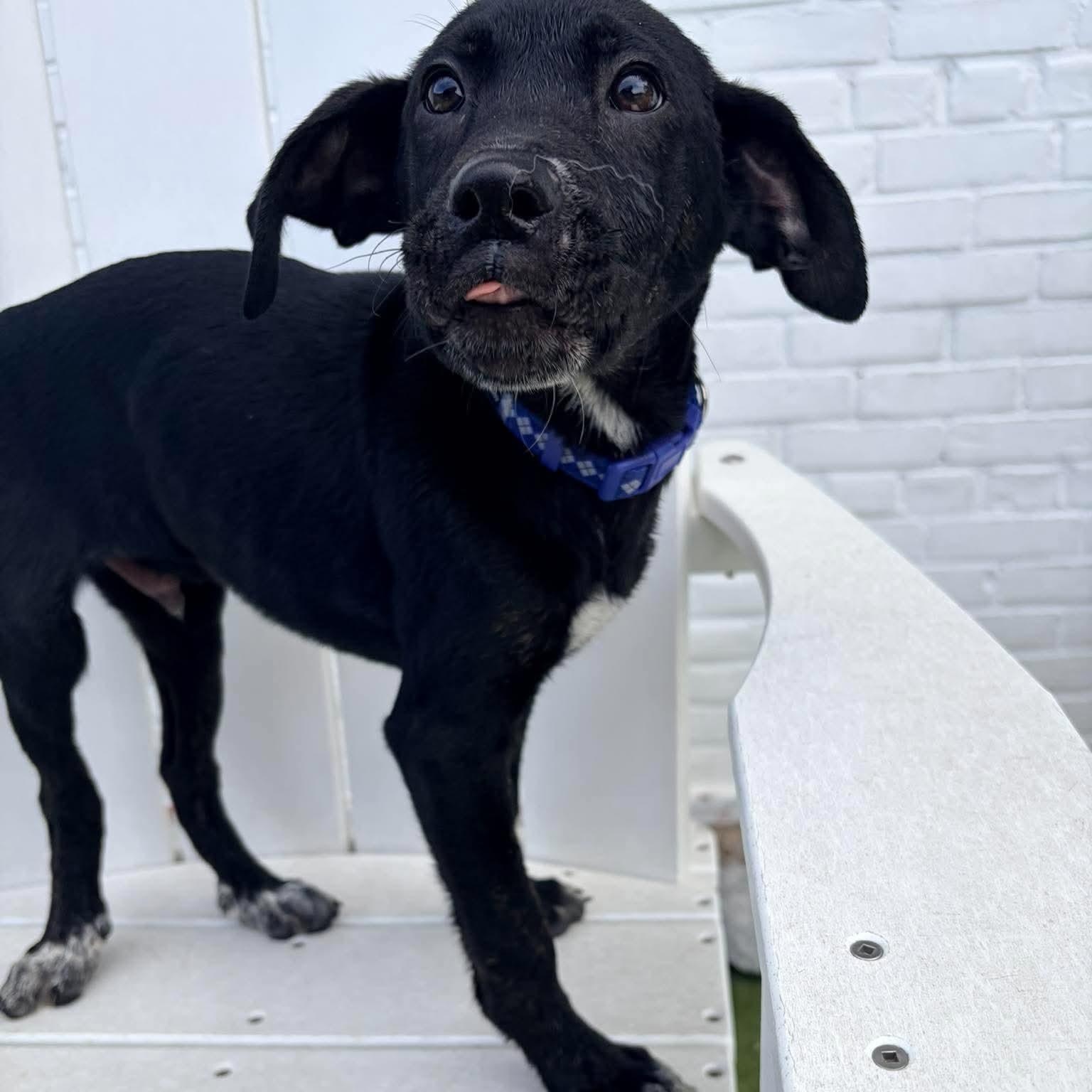 Enlarge Azul, a Adoptable mixed breed in Stamford, CT image 3/6