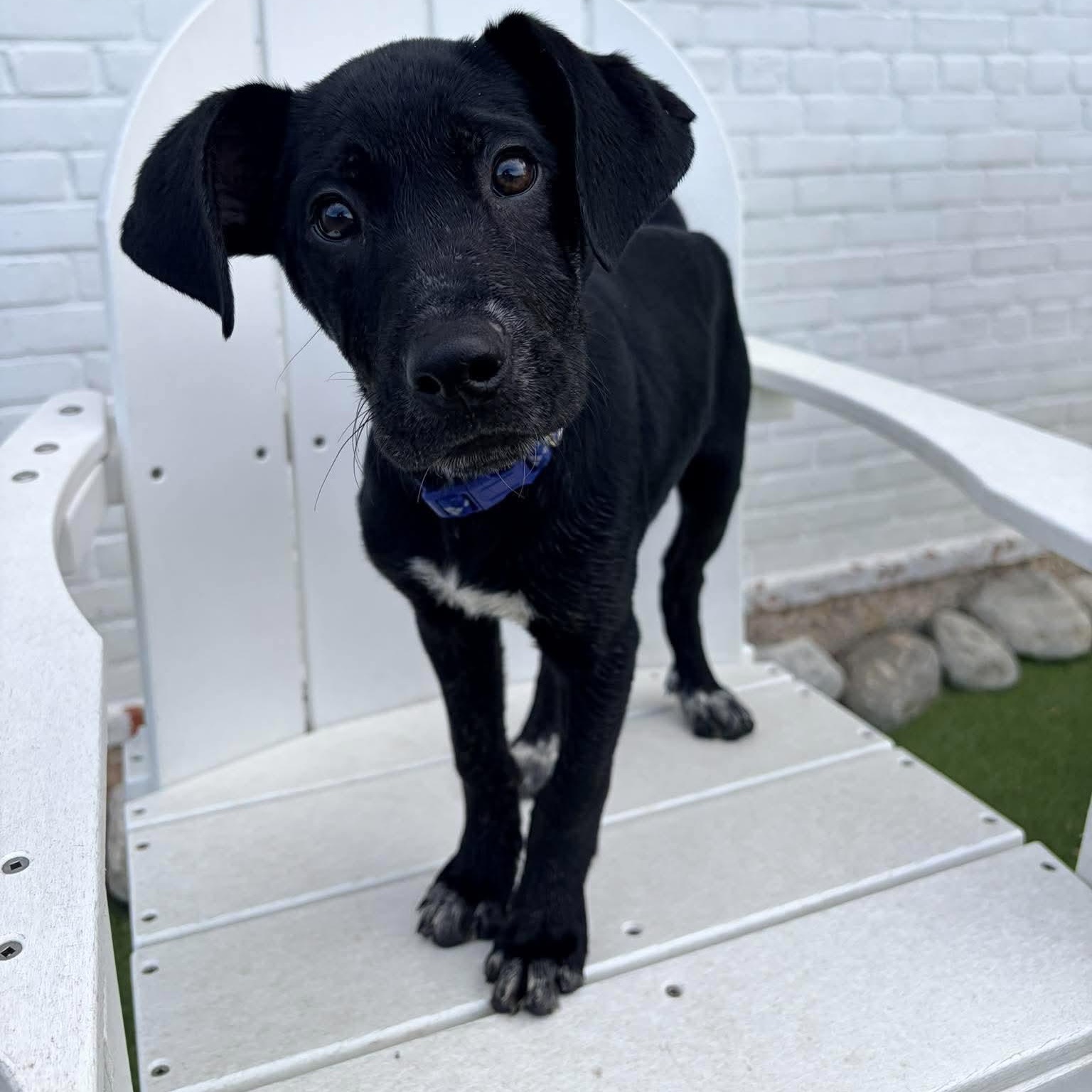 Enlarge Azul, a Adoptable mixed breed in Stamford, CT image 5/6