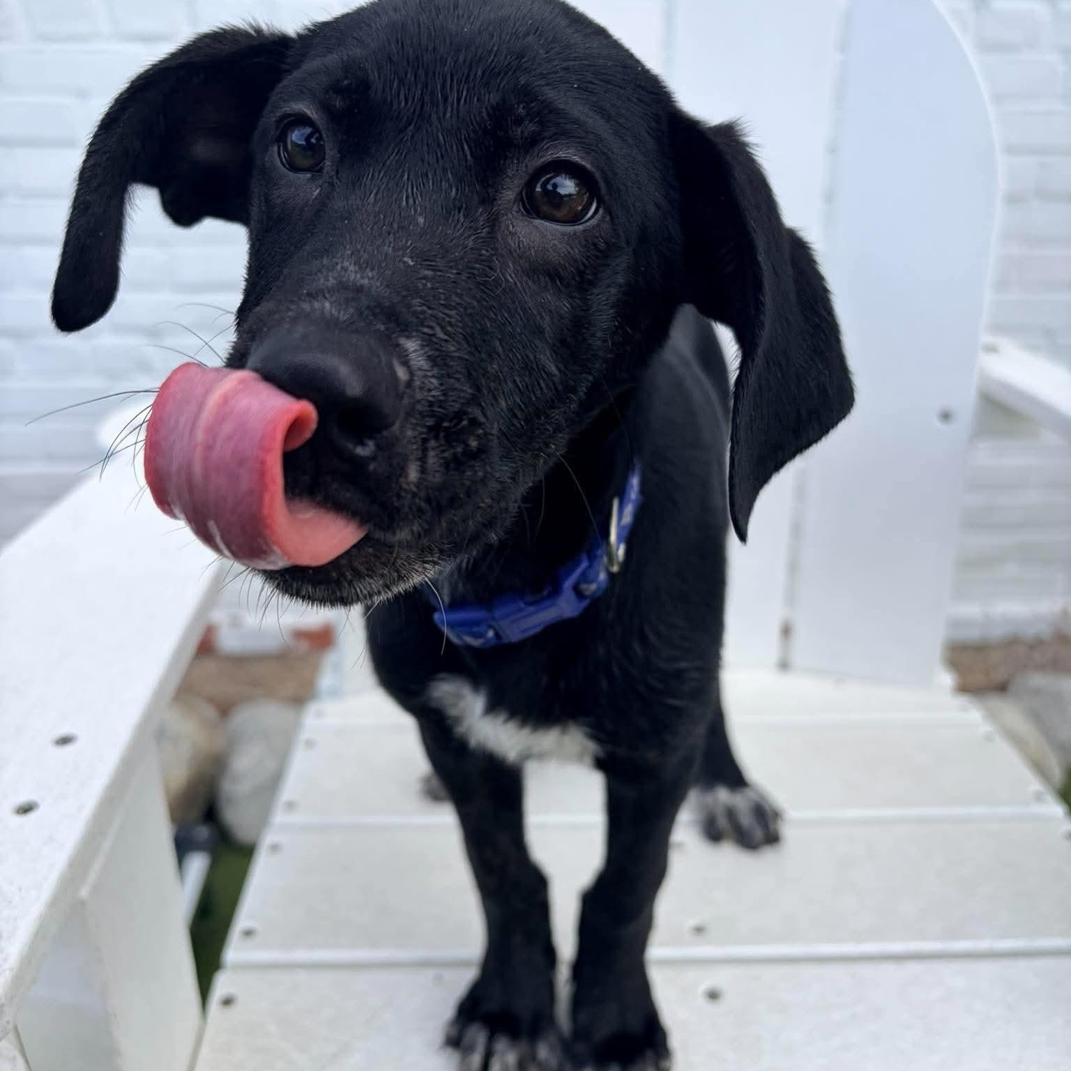 Enlarge Azul, a Adoptable mixed breed in Stamford, CT image 6/6