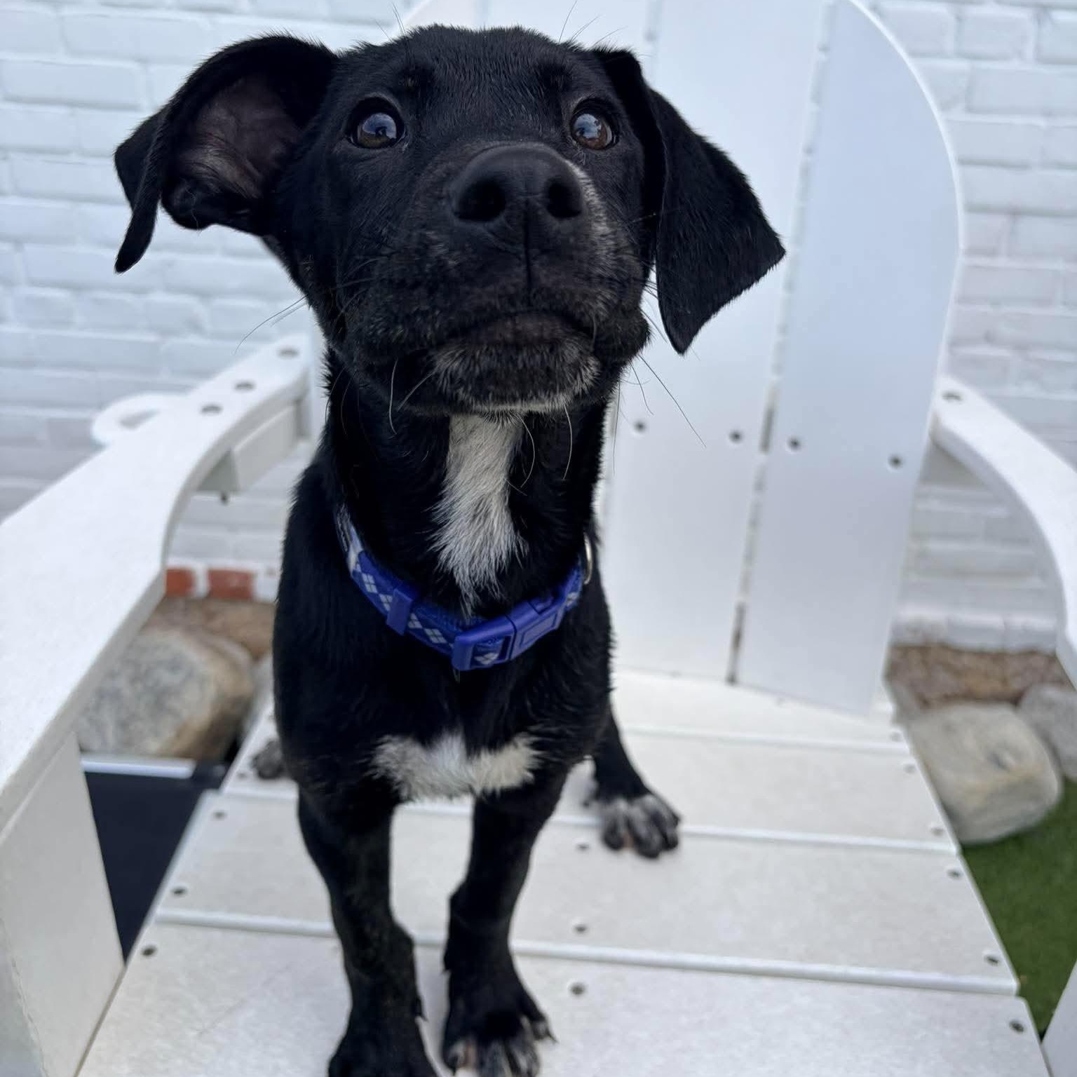 Enlarge Azul, a Adoptable mixed breed in Stamford, CT image 4/6