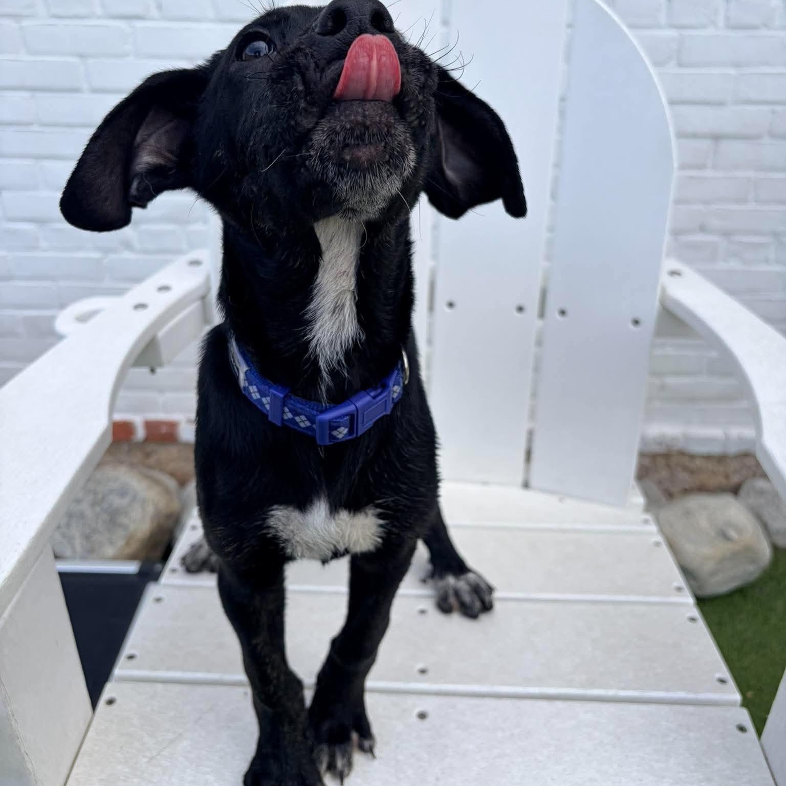 Enlarge Azul, a Adoptable mixed breed in Stamford, CT image 2/6