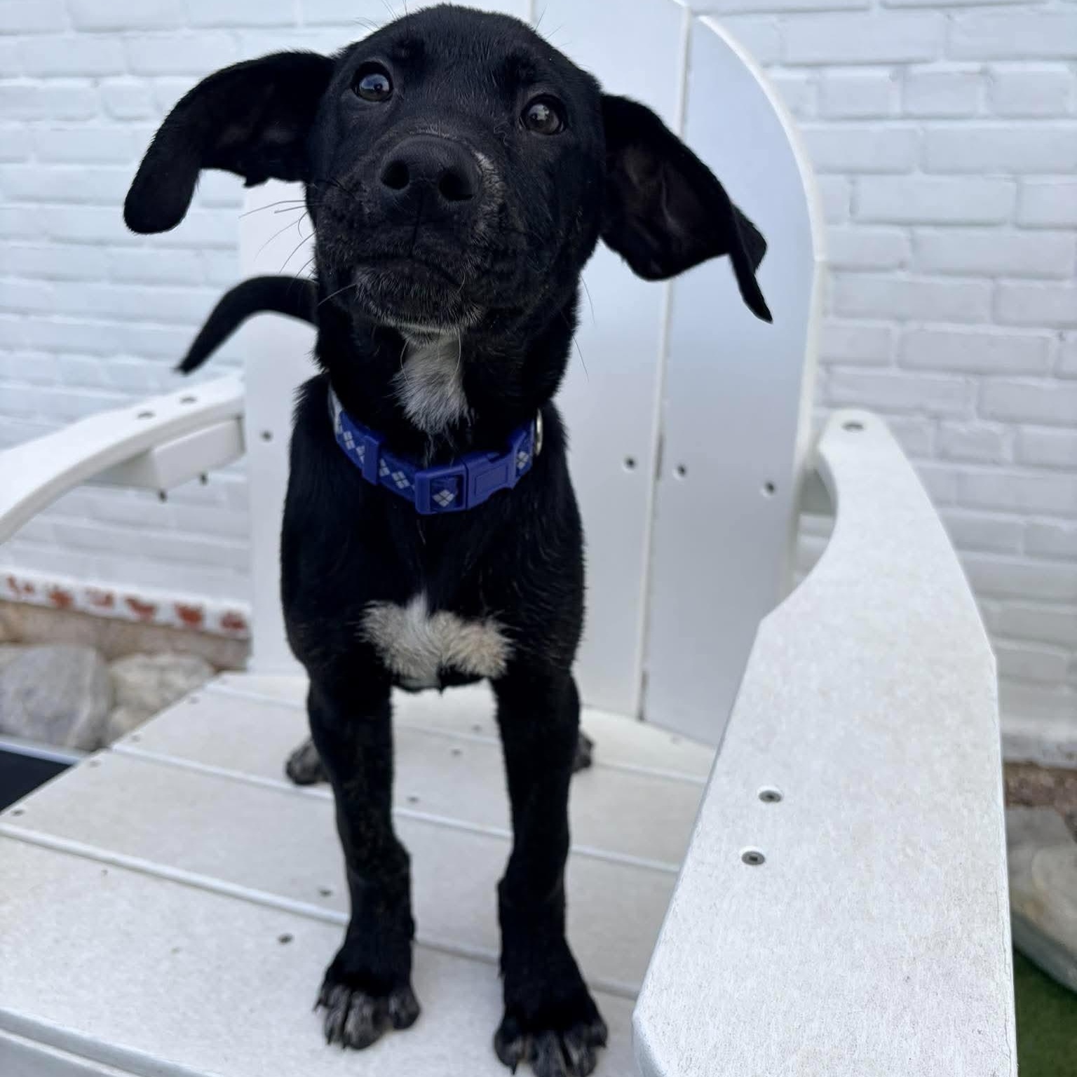Enlarge Azul, a Adoptable mixed breed in Stamford, CT image 1/6