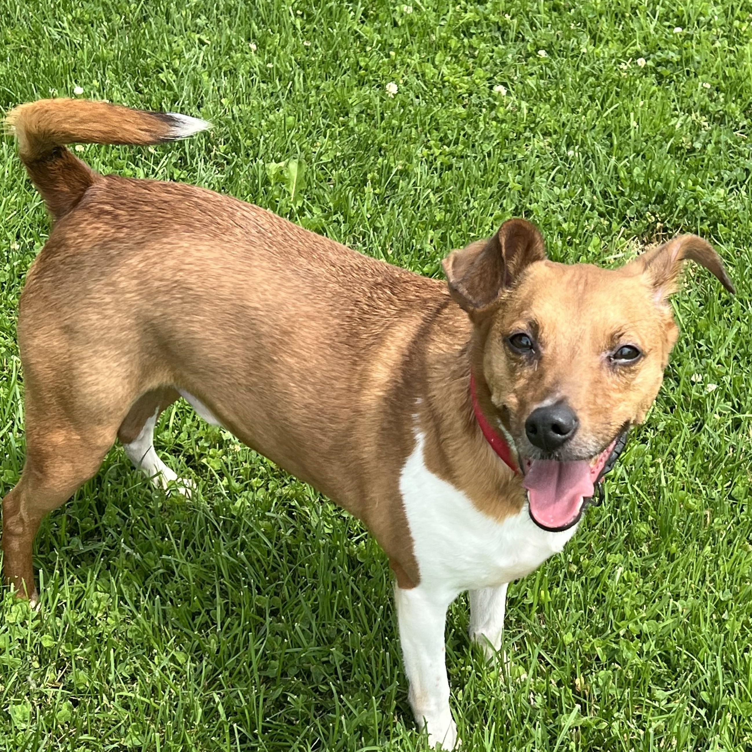 Enlarge Tank, a Adopted Jack Russell Terrier in Elkton, MI image 1/5