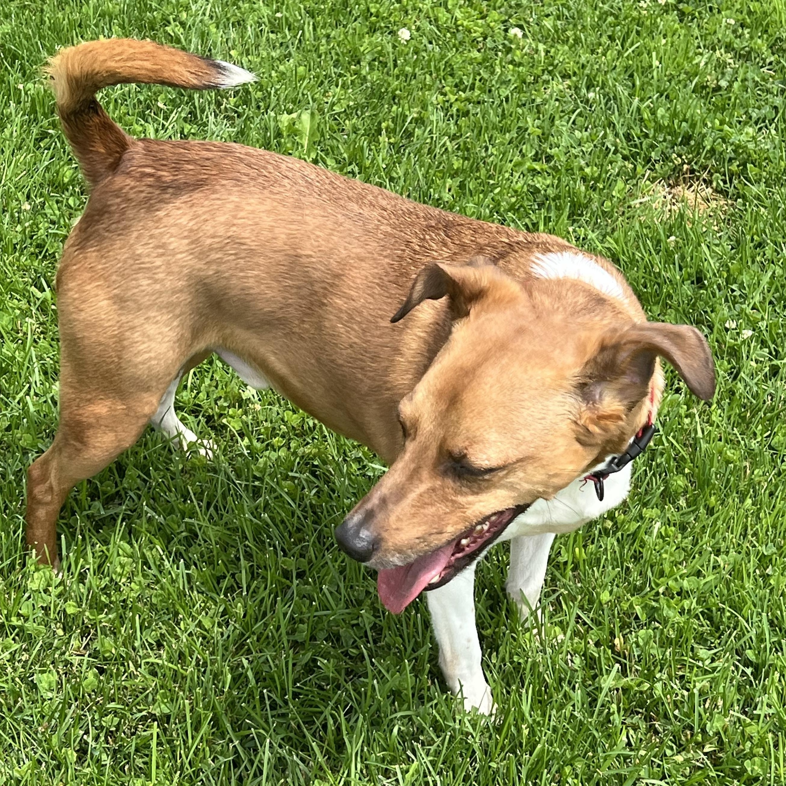 Enlarge Tank, a Adopted Jack Russell Terrier in Elkton, MI image 3/5