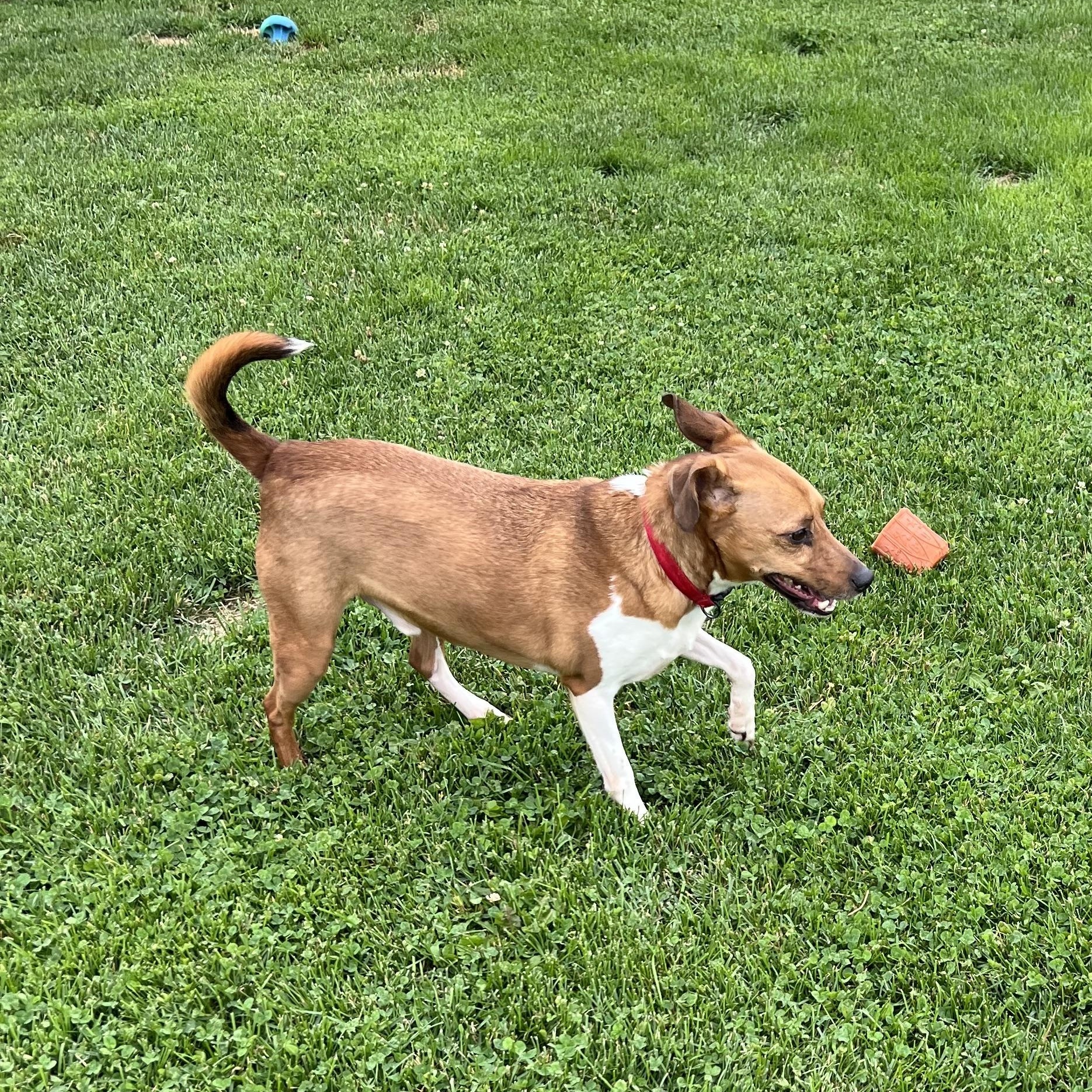 Enlarge Tank, a Adopted Jack Russell Terrier in Elkton, MI image 4/5