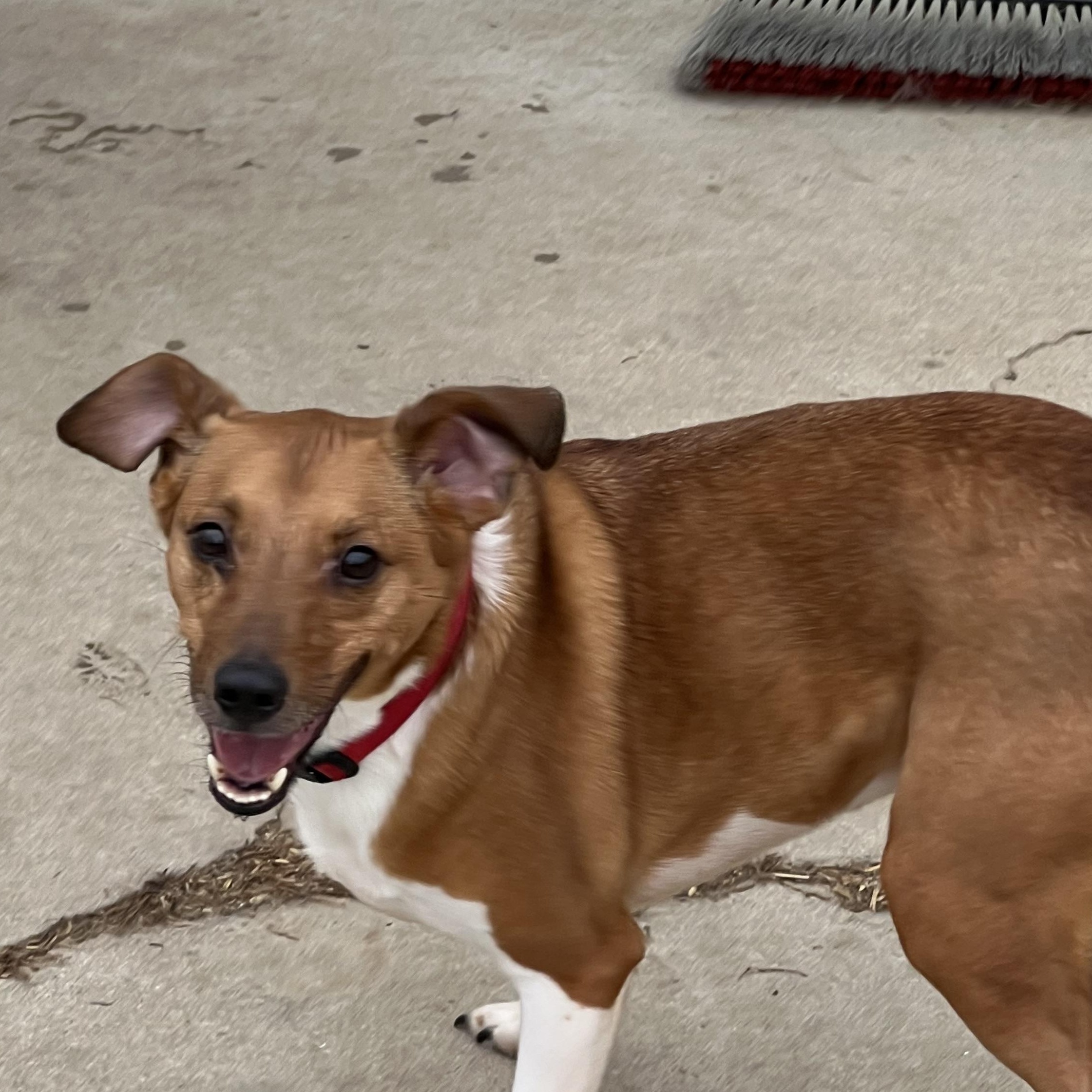 Enlarge Tank, a Adopted Jack Russell Terrier in Elkton, MI image 2/5