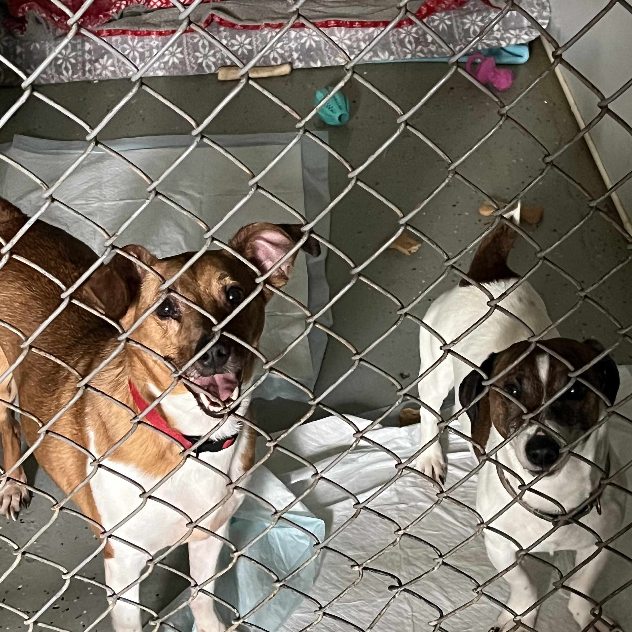 Enlarge Tank, a Adopted Jack Russell Terrier in Elkton, MI image 5/5