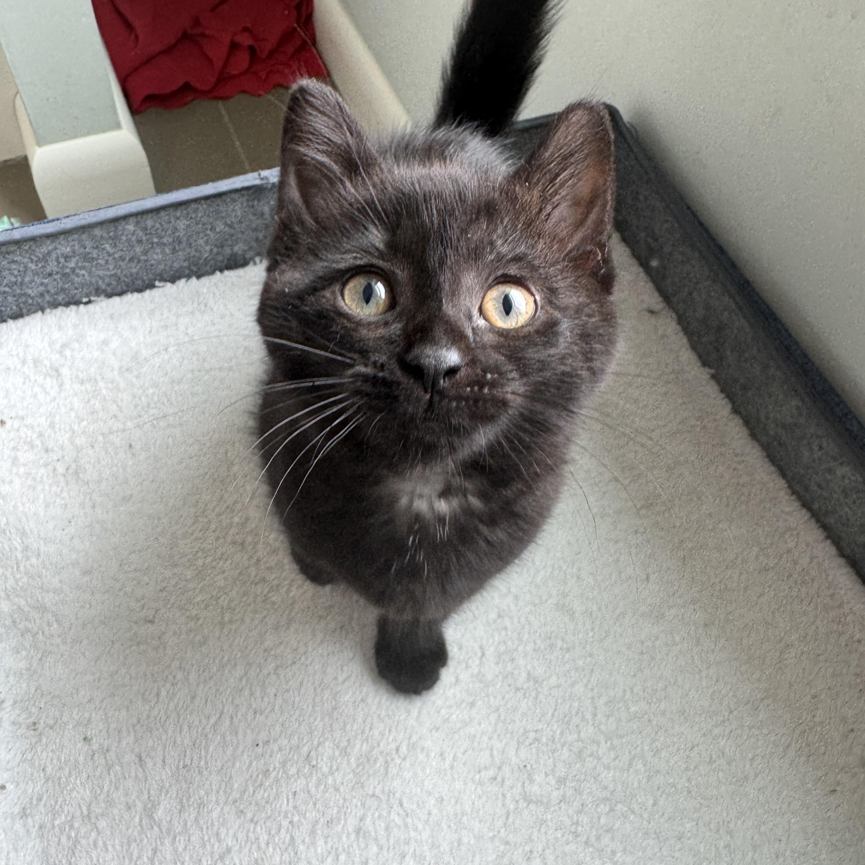 Gordita, an adopted Domestic Short Hair in Cleveland Heights, OH image 5/6