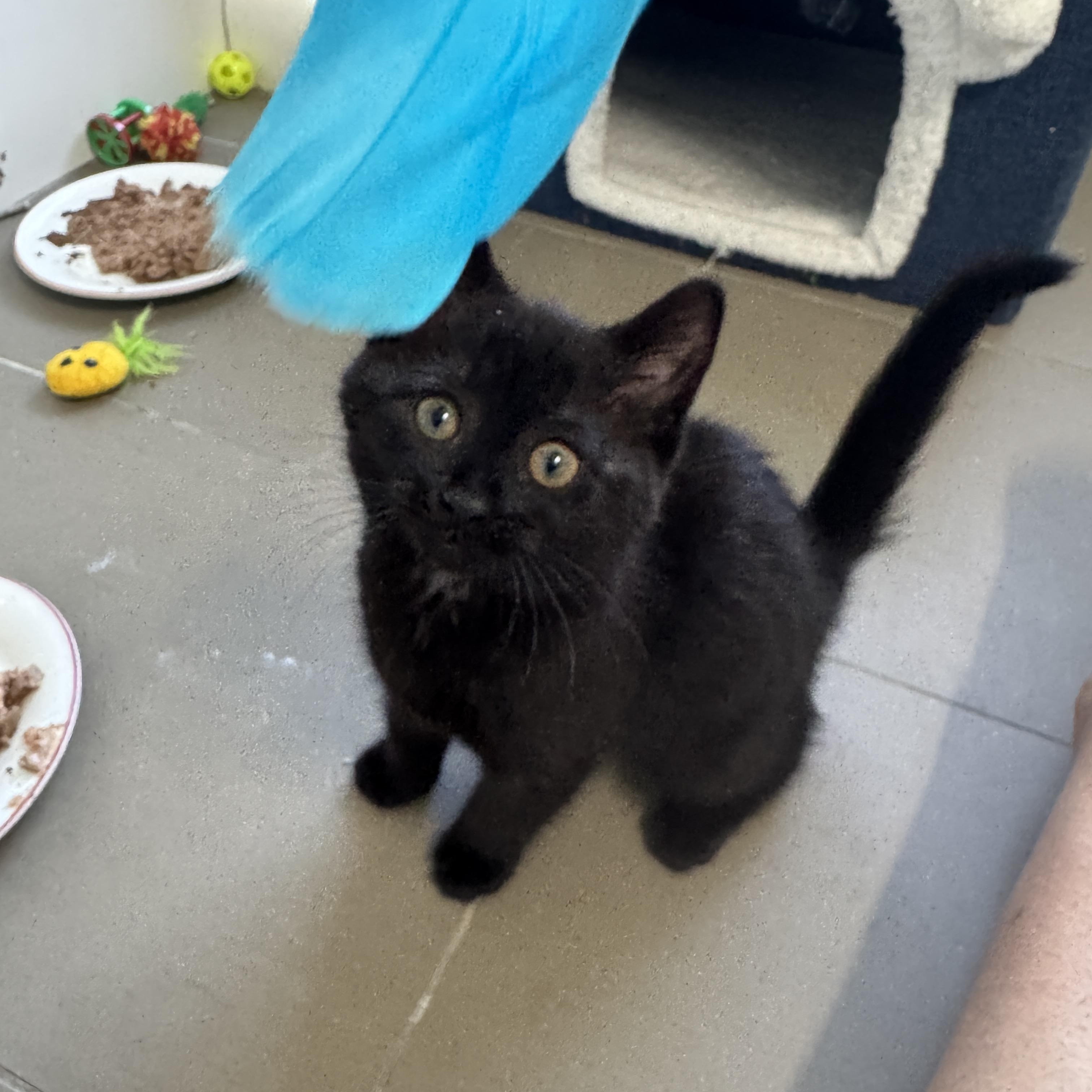 Gordita, an adopted Domestic Short Hair in Cleveland Heights, OH image 4/6