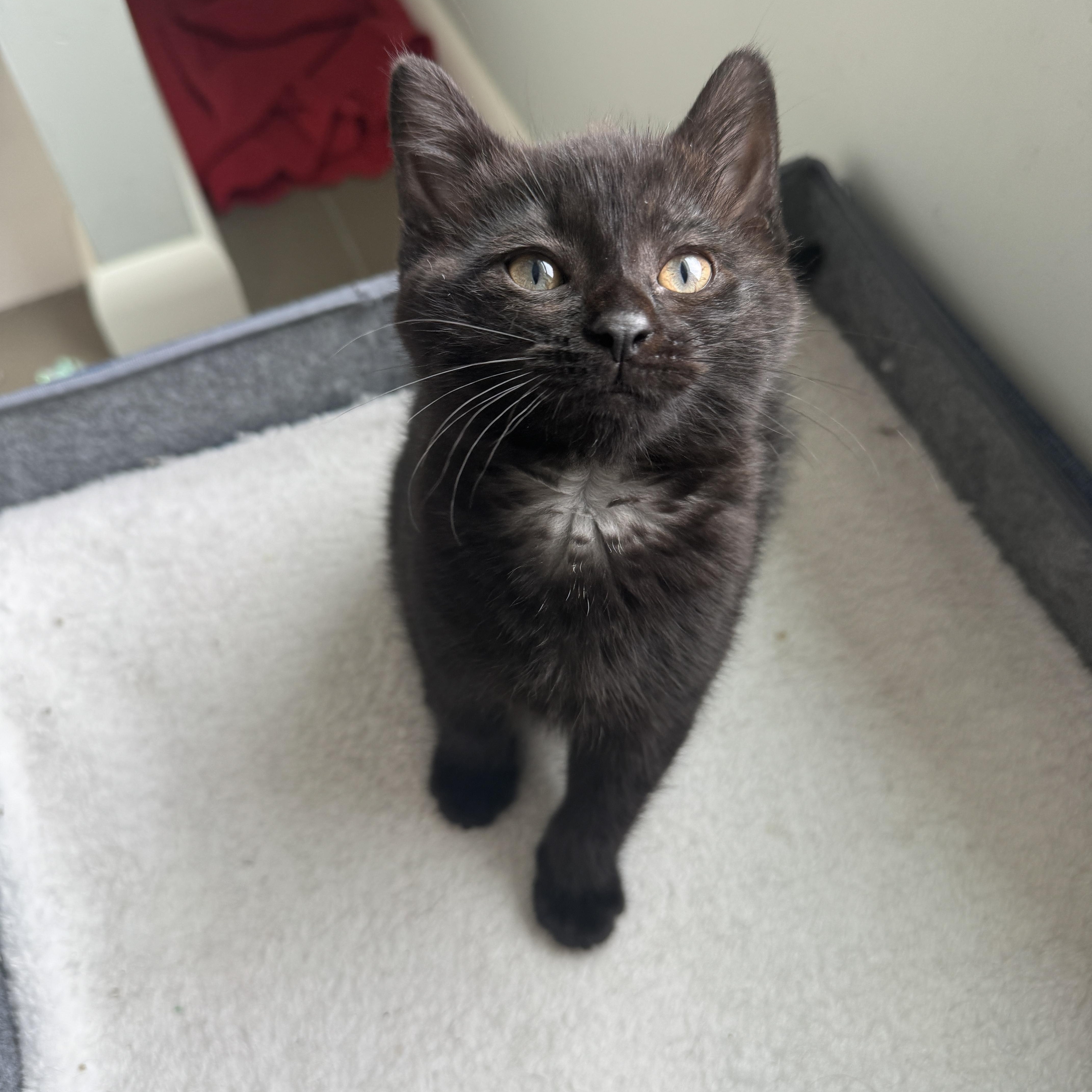 Gordita, an adopted Domestic Short Hair in Cleveland Heights, OH image 3/6