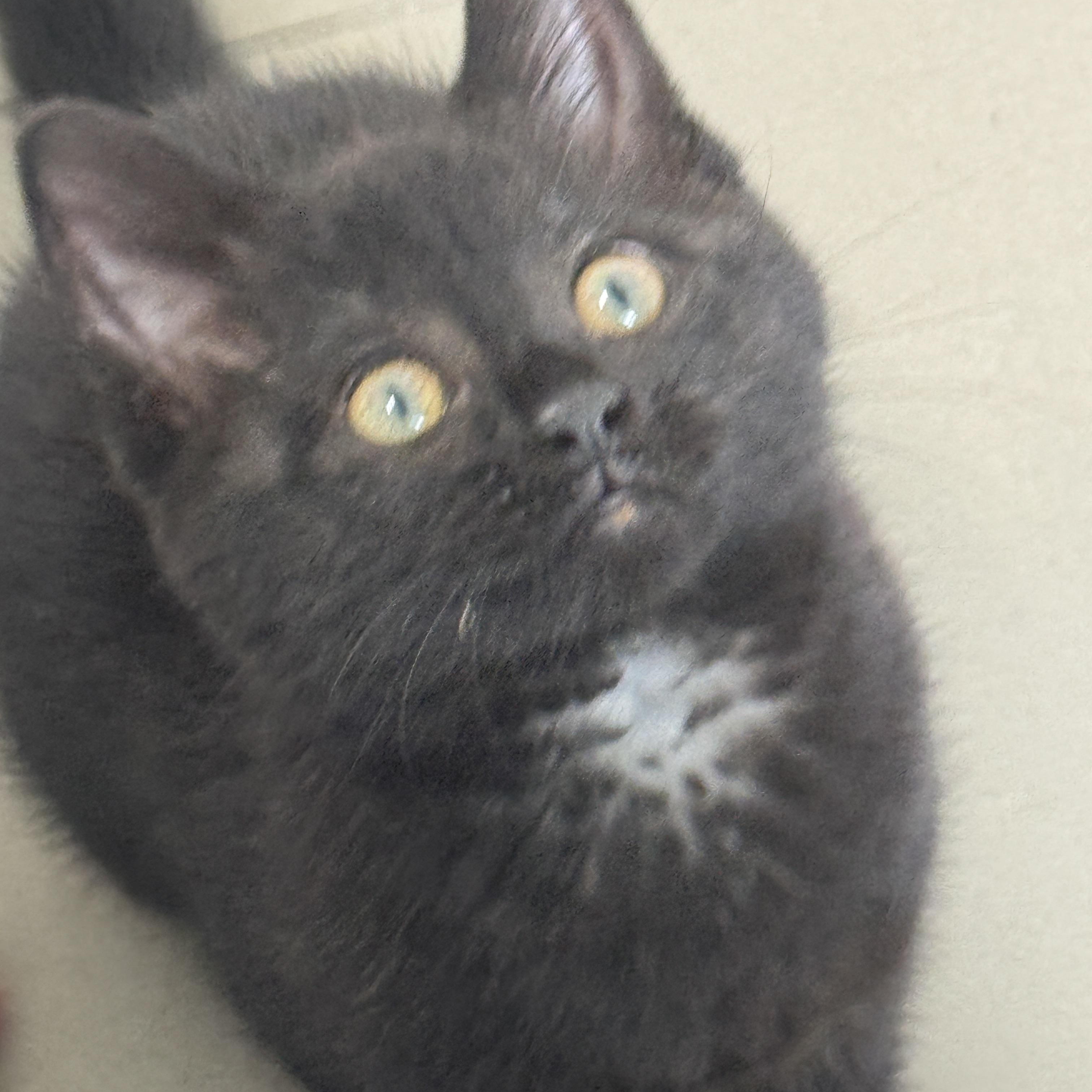 Gordita, an adopted Domestic Short Hair in Cleveland Heights, OH image 1/6