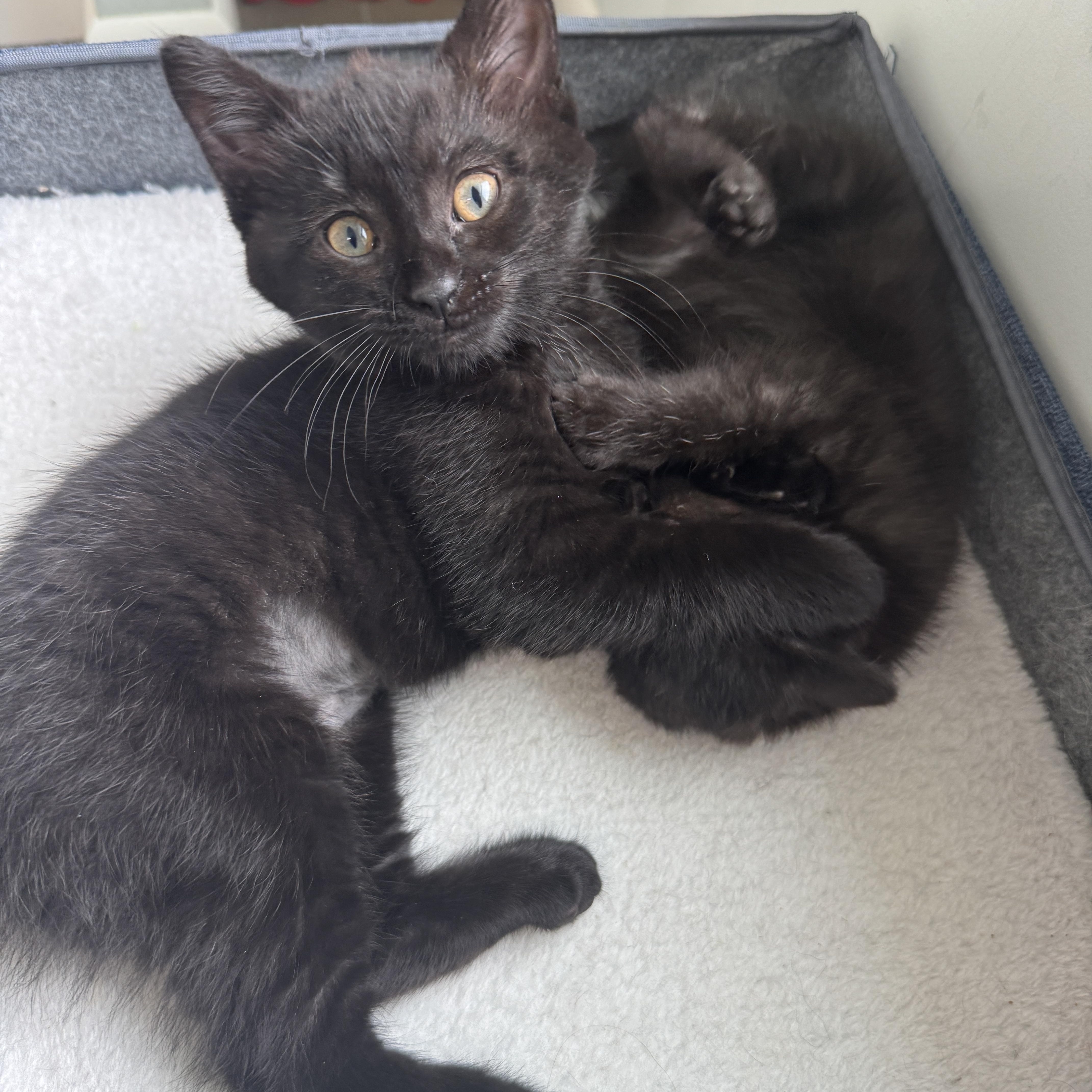 Gordita, an adopted Domestic Short Hair in Cleveland Heights, OH image 2/6