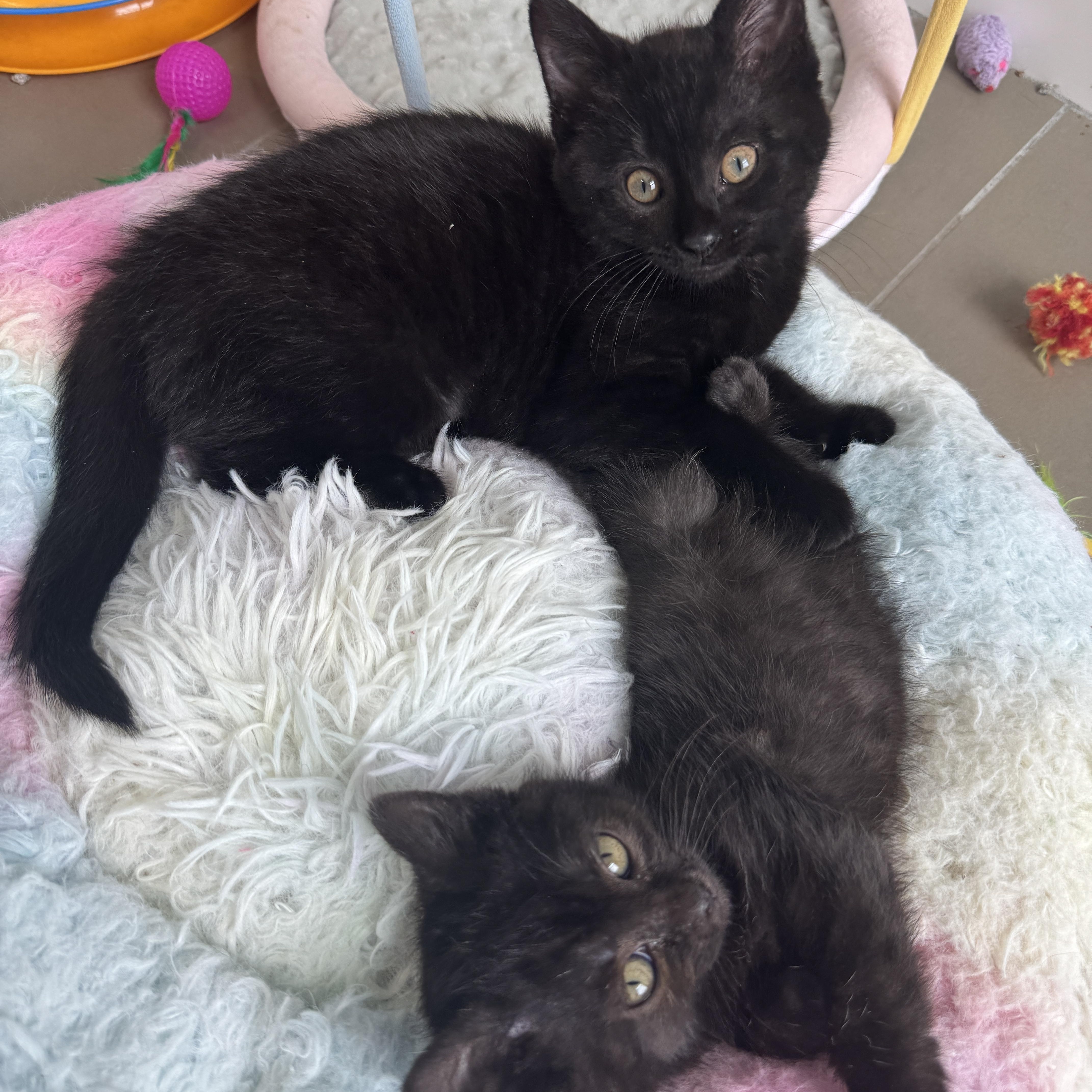 Gordita, an adopted Domestic Short Hair in Cleveland Heights, OH image 6/6