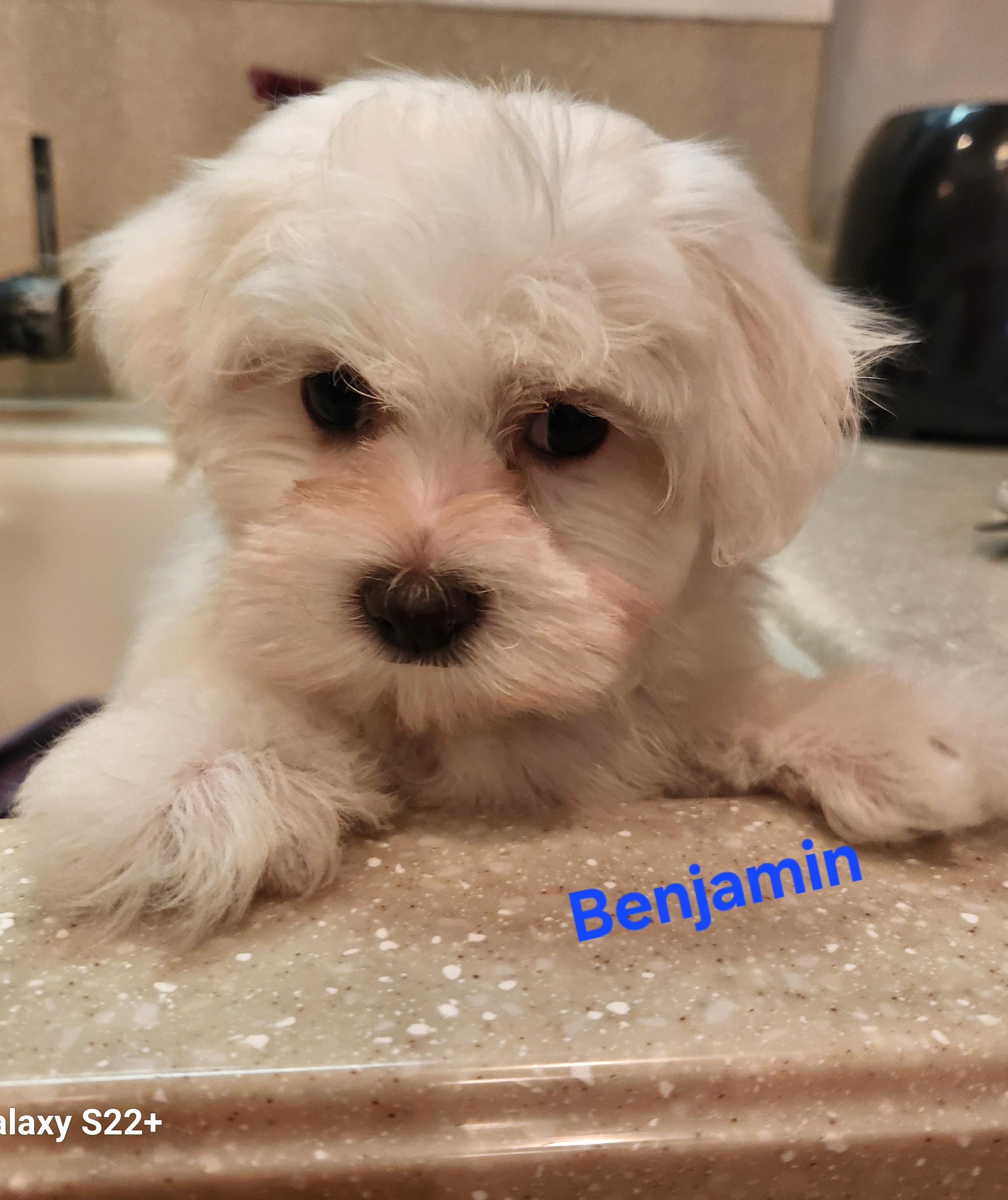 Benjamin