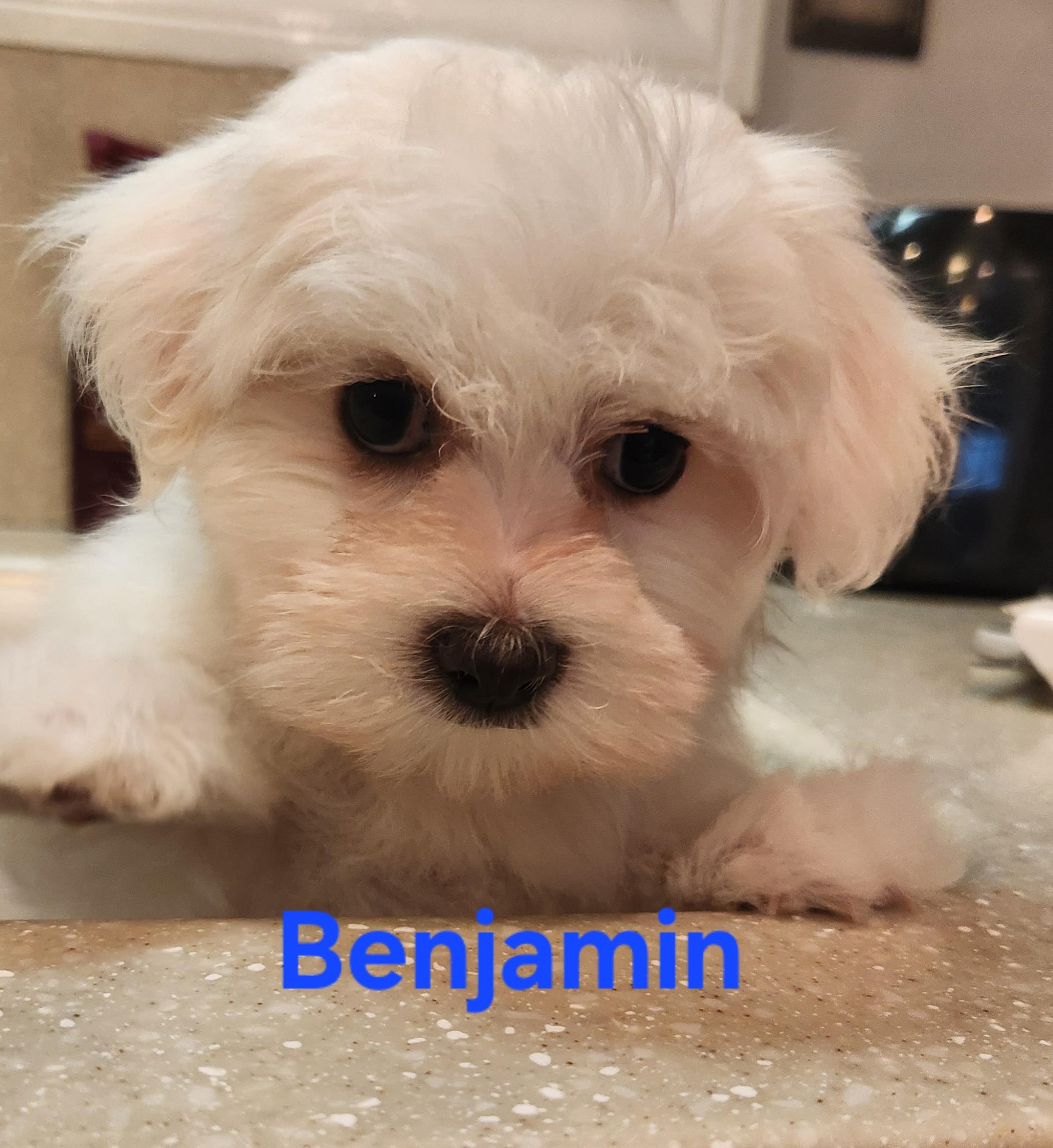 Benjamin, an adopted Maltese in North Augusta, SC image 2/2
