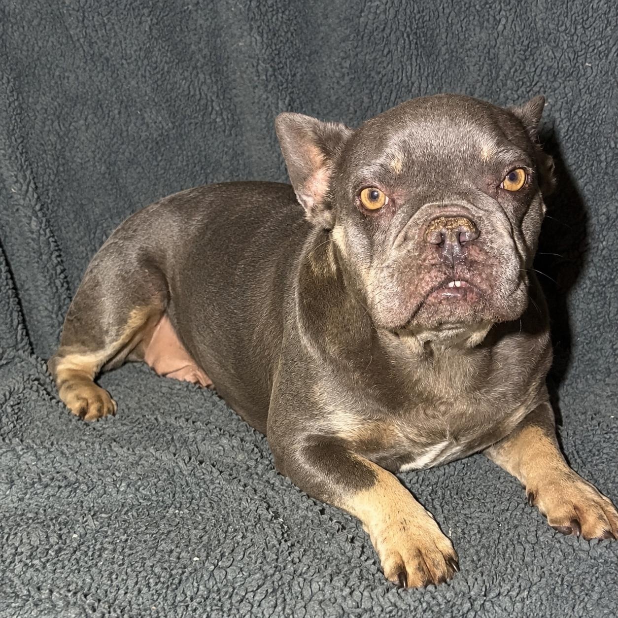 Stella, a ADOPTABLE French Bulldog in Pelham, NH image 5/6