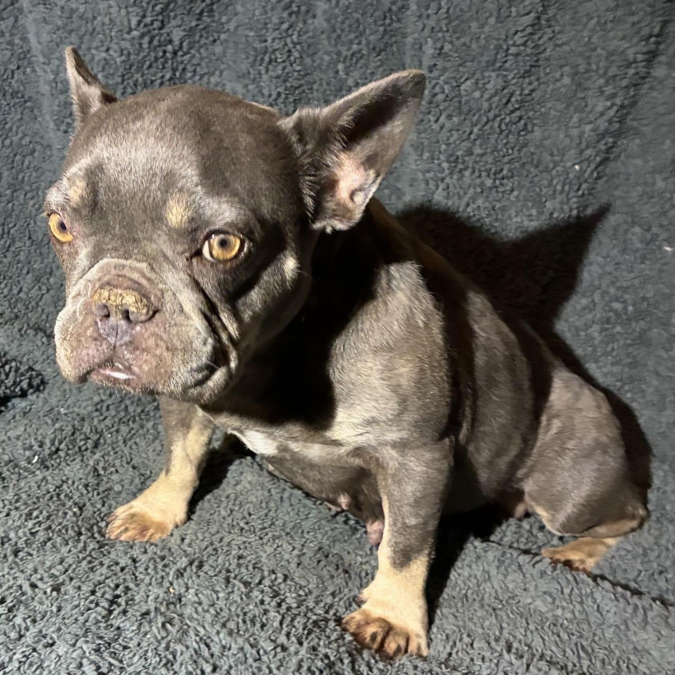 Stella, a ADOPTABLE French Bulldog in Pelham, NH image 2/6