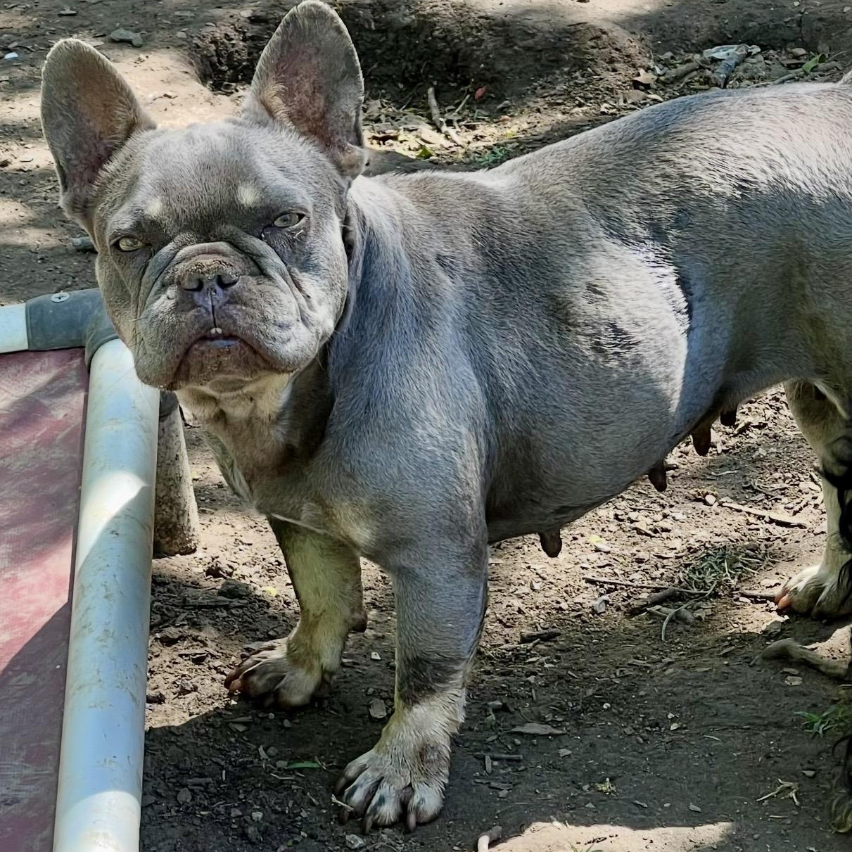 Stella, a ADOPTABLE French Bulldog in Pelham, NH image 4/6
