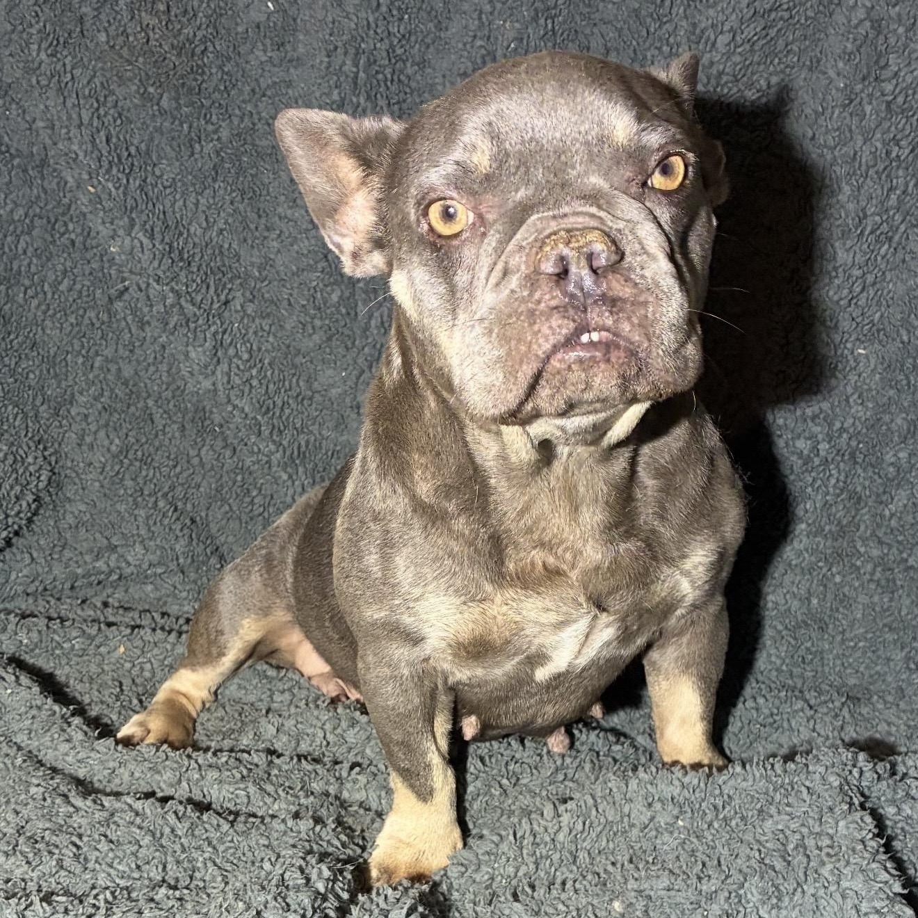 Stella, a ADOPTABLE French Bulldog in Pelham, NH image 3/6