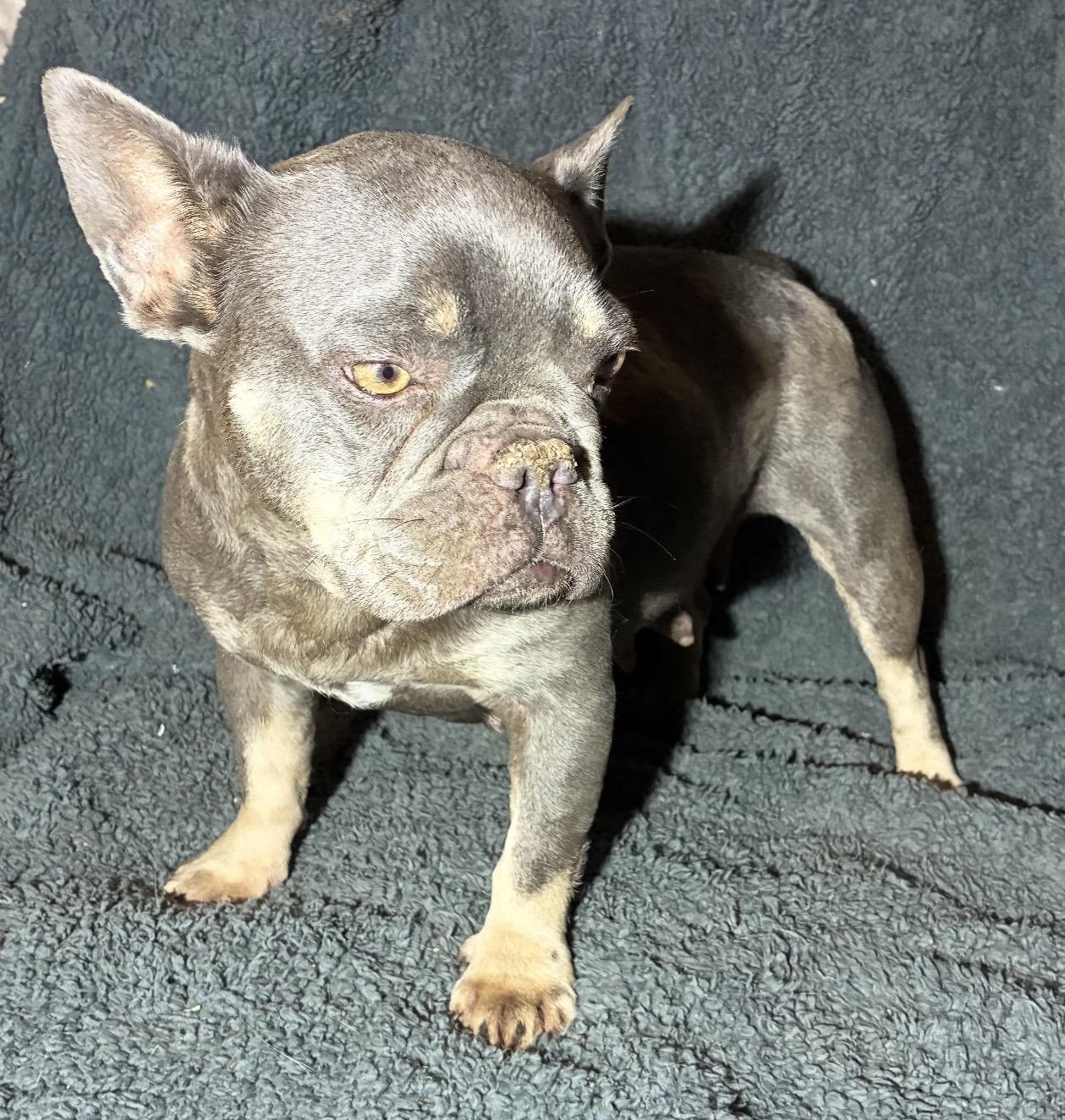 Stella, a ADOPTABLE French Bulldog in Pelham, NH image 6/6