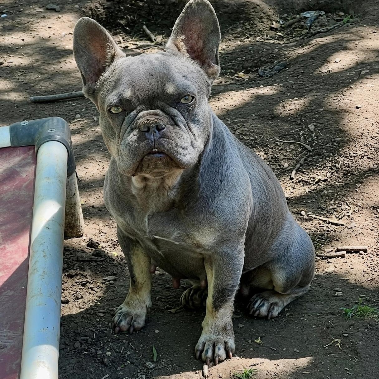 Stella, a ADOPTABLE French Bulldog in Pelham, NH image 1/6