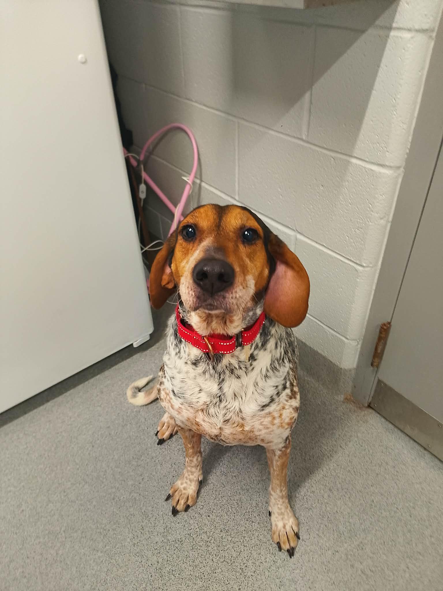 June , ADOPTABLE, Adult Female Hound.