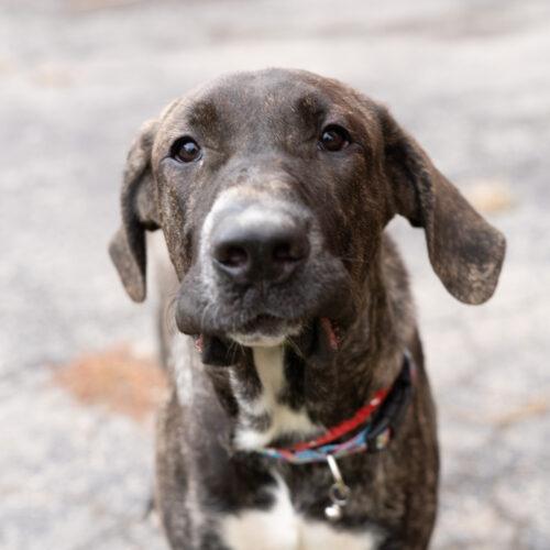 Enlarge Mobley, a Adoptable mixed breed in Duart, ON image 1/3