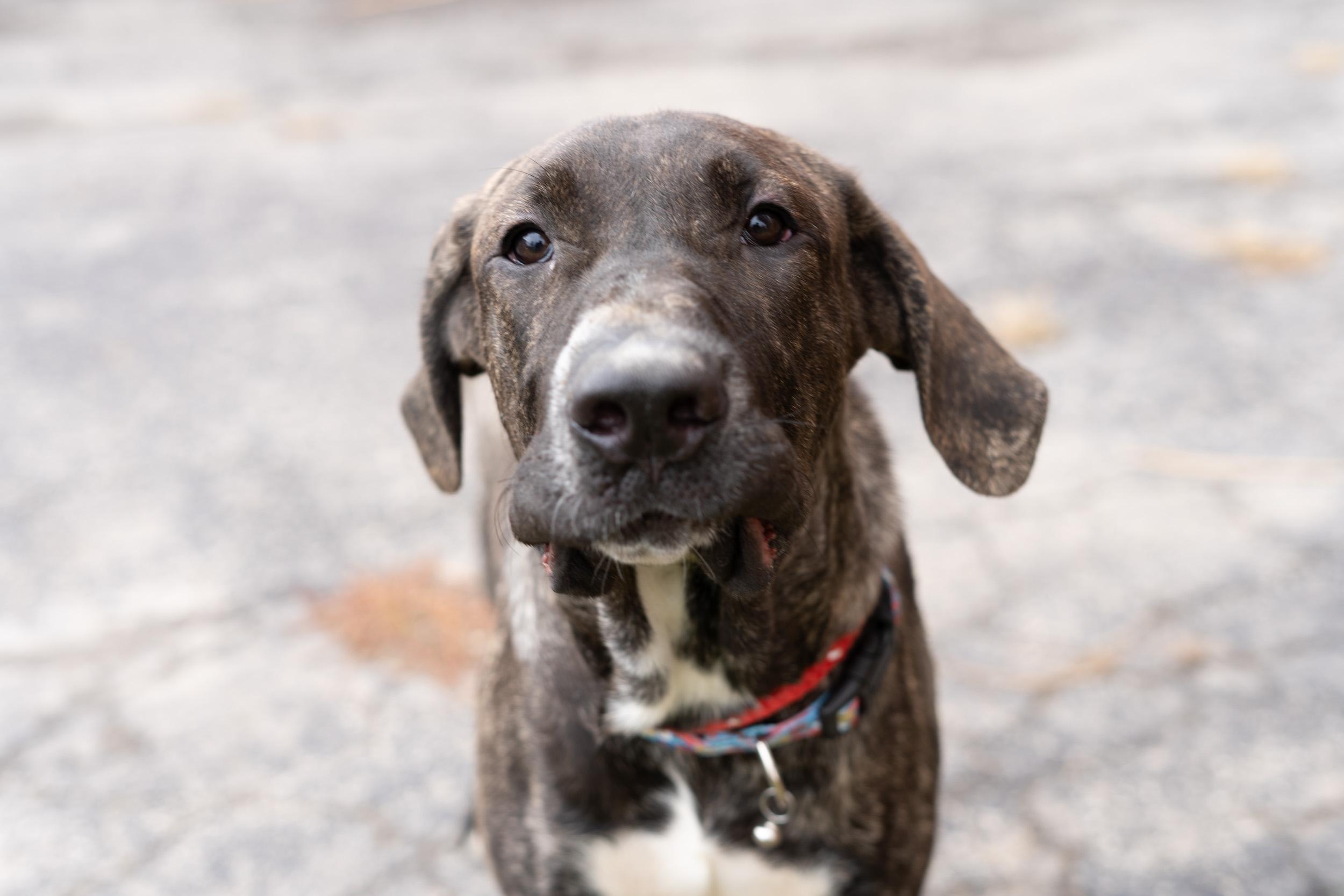 Mobley, Adoptable, Young Male Bullmastiff & Mixed Breed.