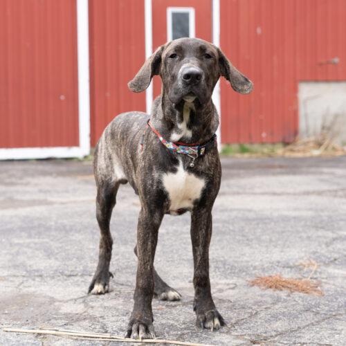 Enlarge Mobley, a Adoptable mixed breed in Duart, ON image 1/3
