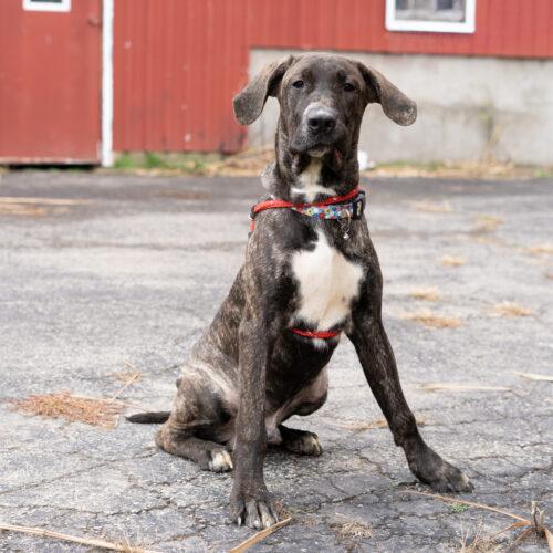 Enlarge Mobley, a Adoptable mixed breed in Duart, ON image 2/3