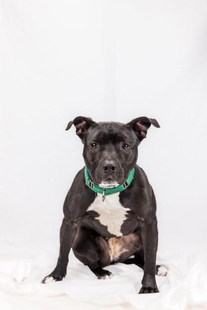 Princess Mya, Adoptable, Adult Female Terrier & Mixed Breed.