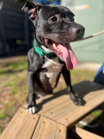 Enlarge Princess Mya, a Adoptable mixed breed in Wantagh, NY image 2/2