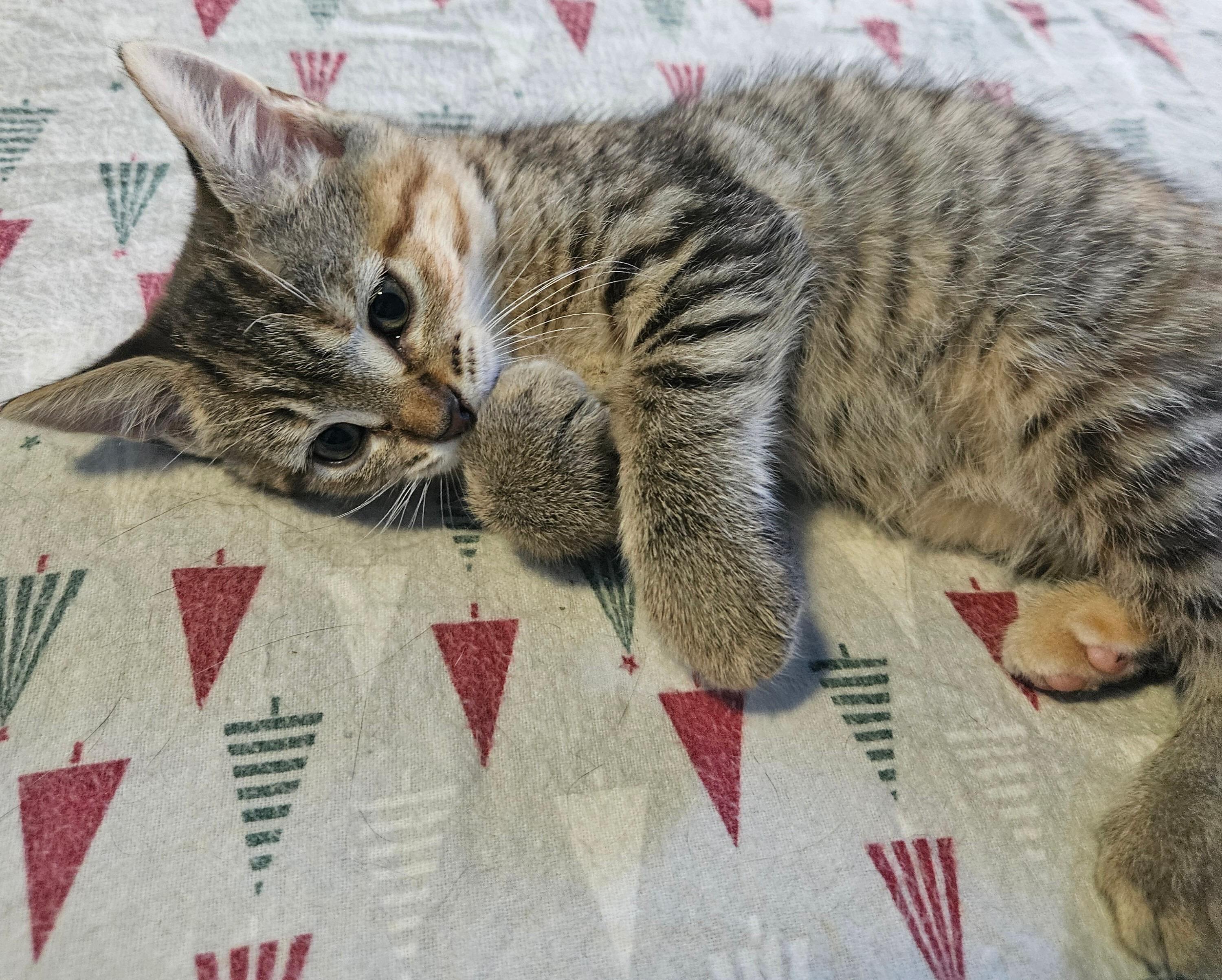 Enlarge Sophie, a Adoptable mixed breed in East Amherst, NY image 4/4