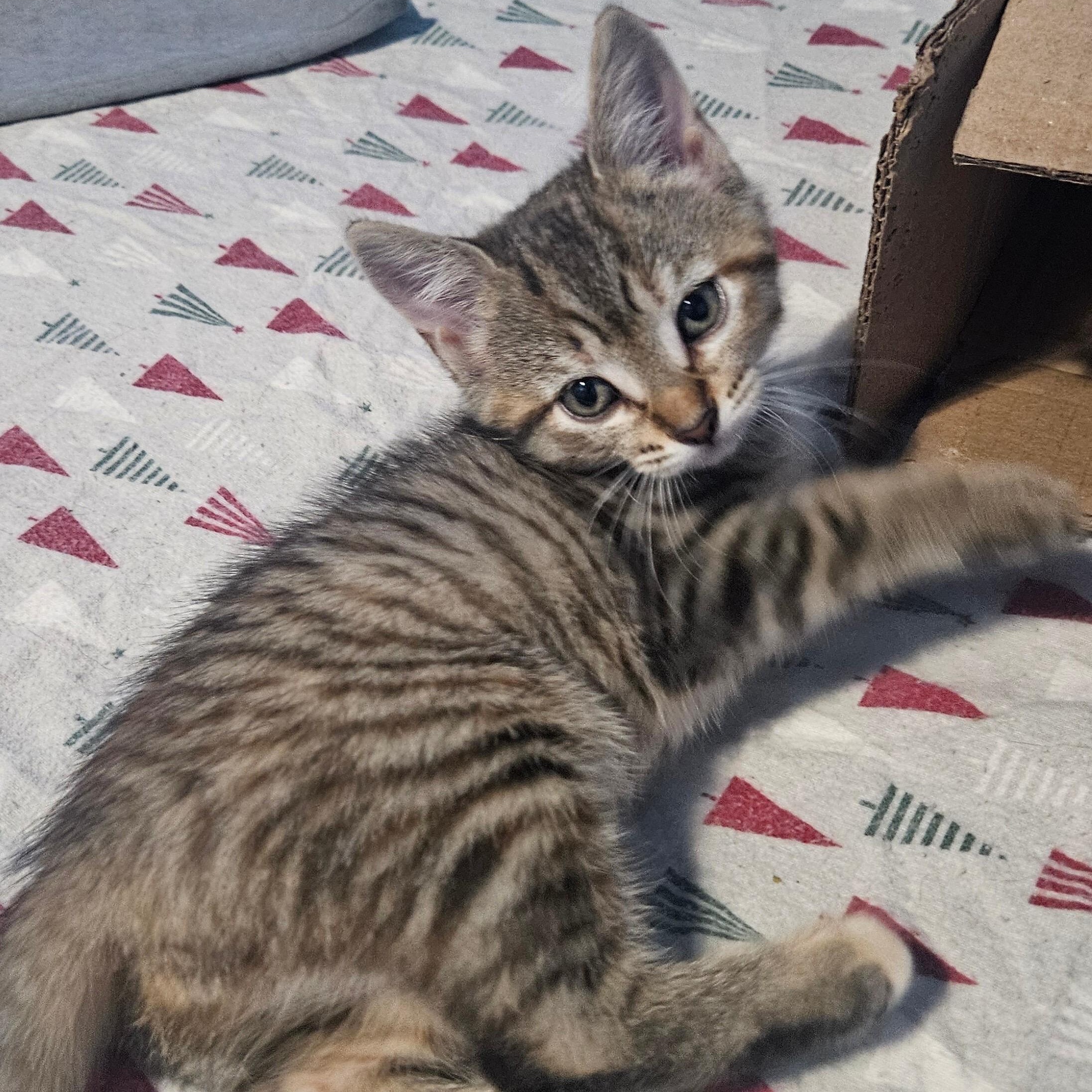 Sophie, Adoptable, Kitten Female Tabby & Domestic Short Hair.