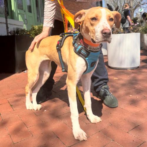 Tiny, Adoptable, Young Female Terrier & Mixed Breed.