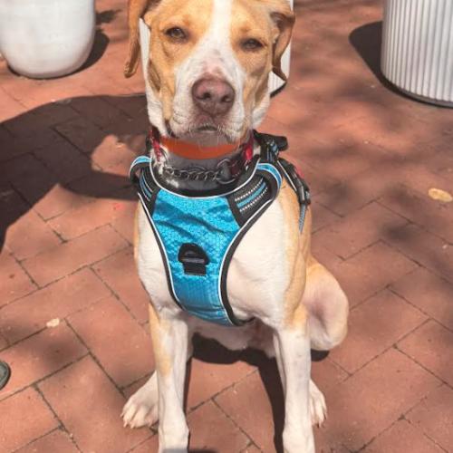 Enlarge Tiny, a Adoptable mixed breed in Washington DC, DC image 2/6